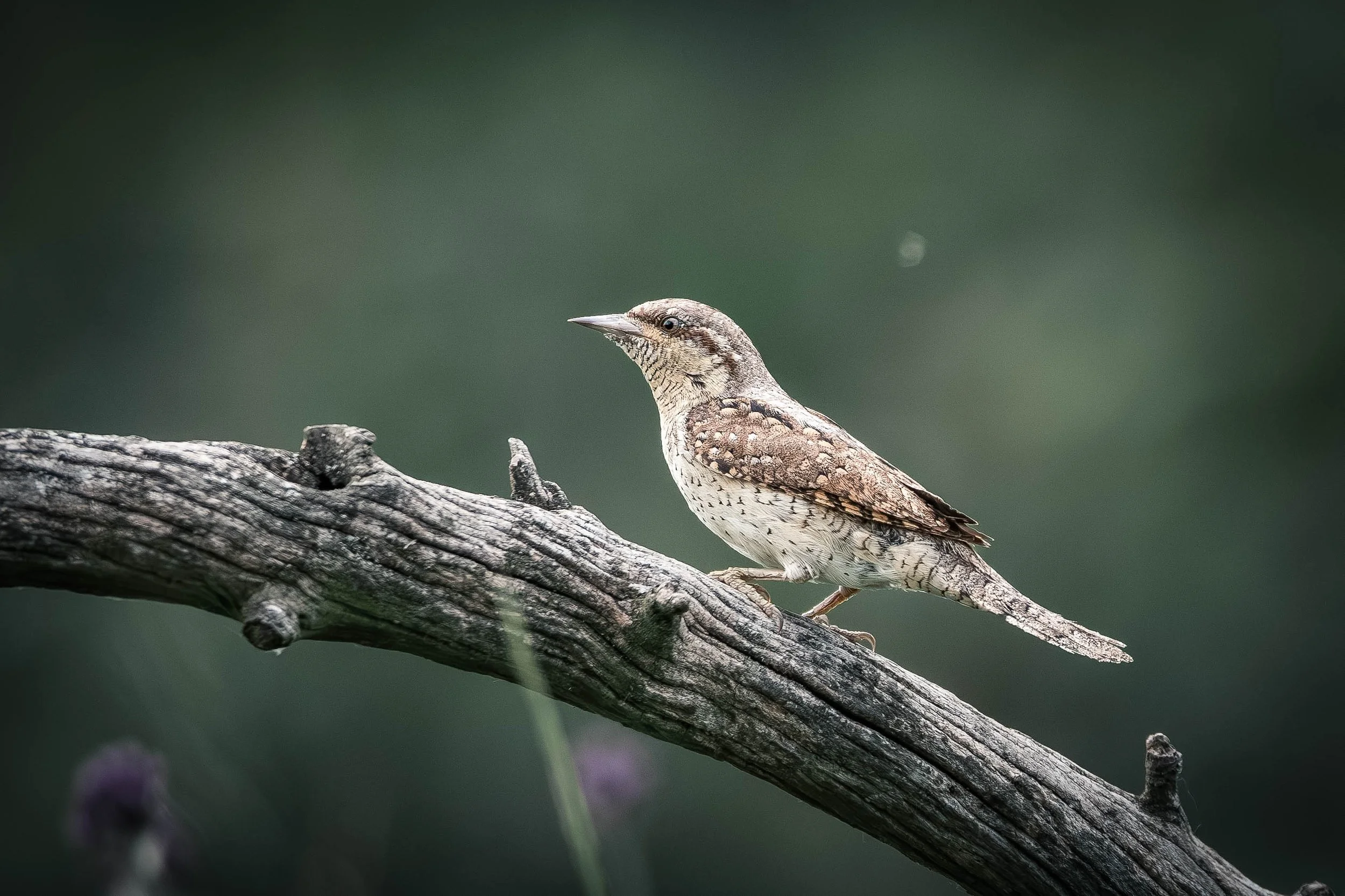 A small bird with brown and beige feathers perched on a weathered gray tree branch, with a blurred green background.
