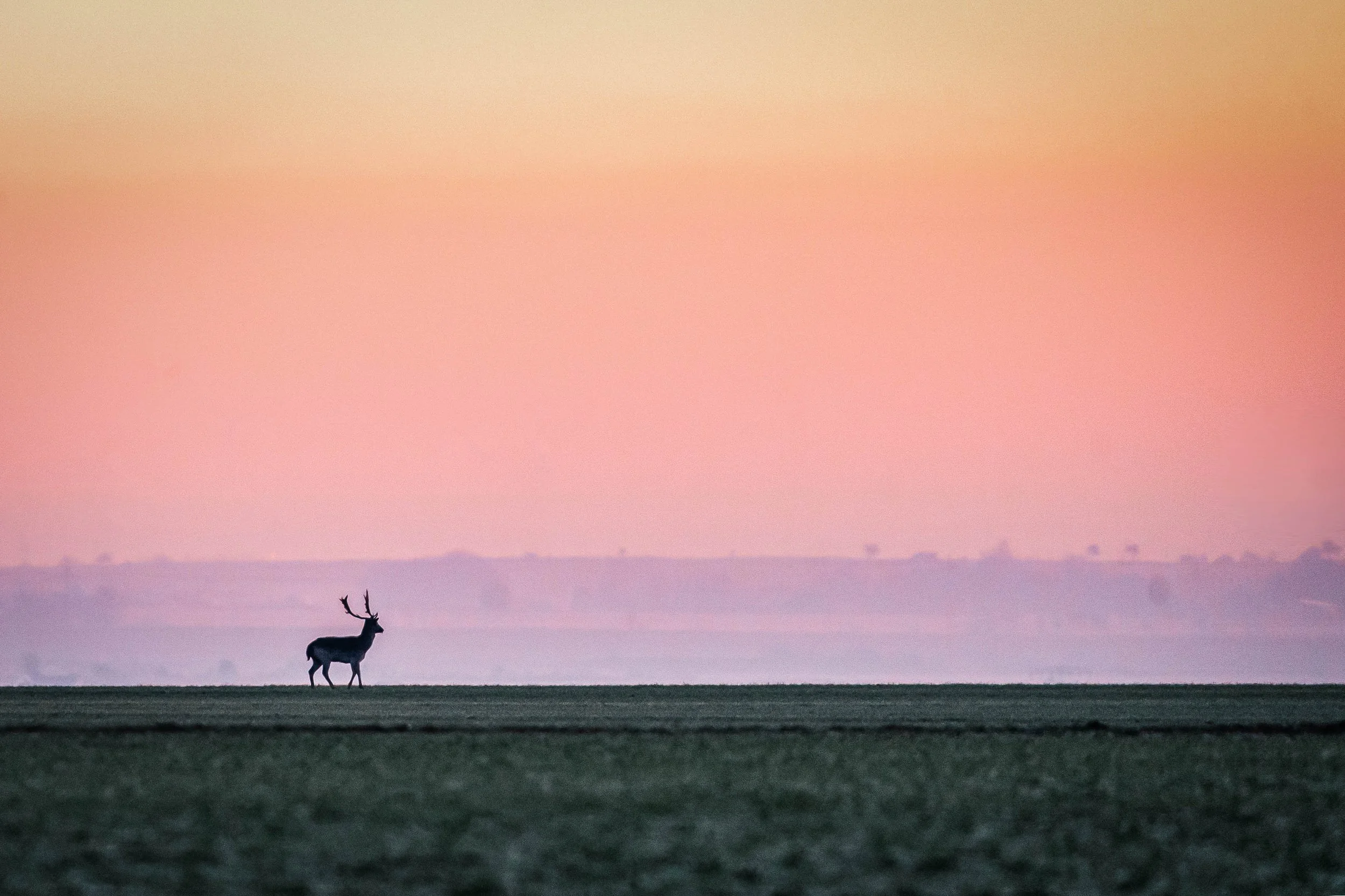 A reindeer standing on a flat landscape during sunset with pink and orange hues in the sky.