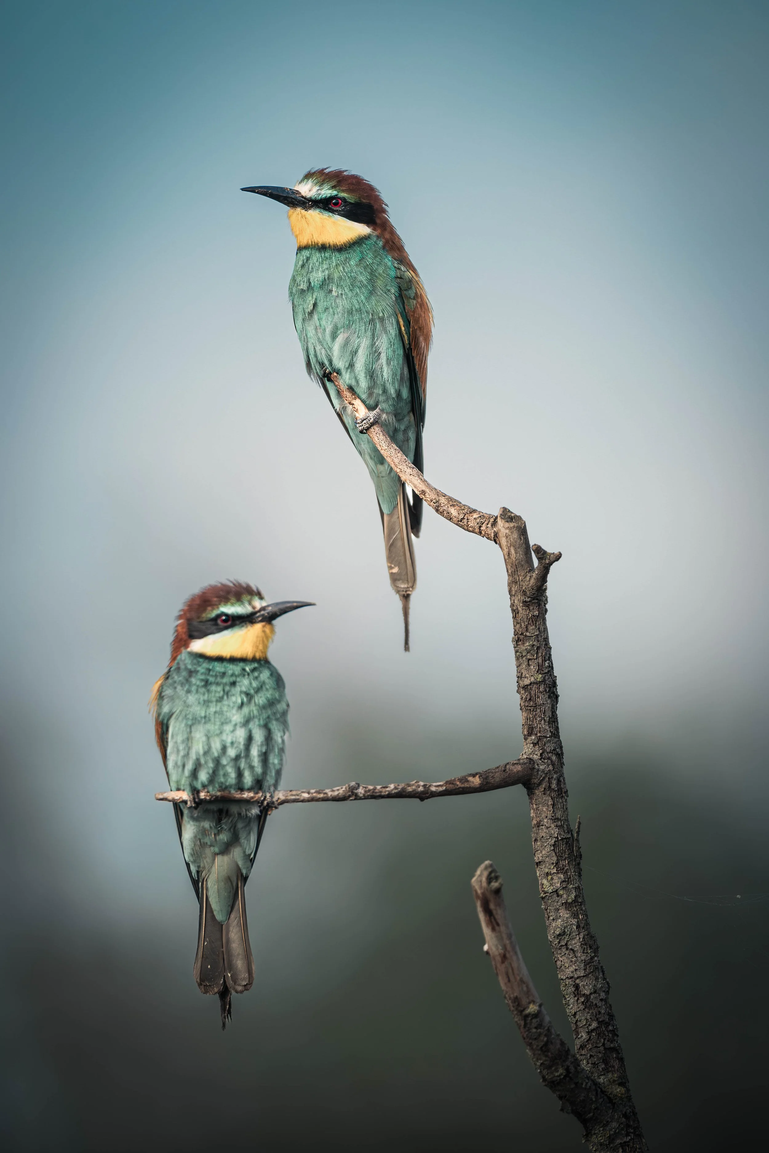 Two colorful birds perched on a barren tree branch against a soft blurred background.