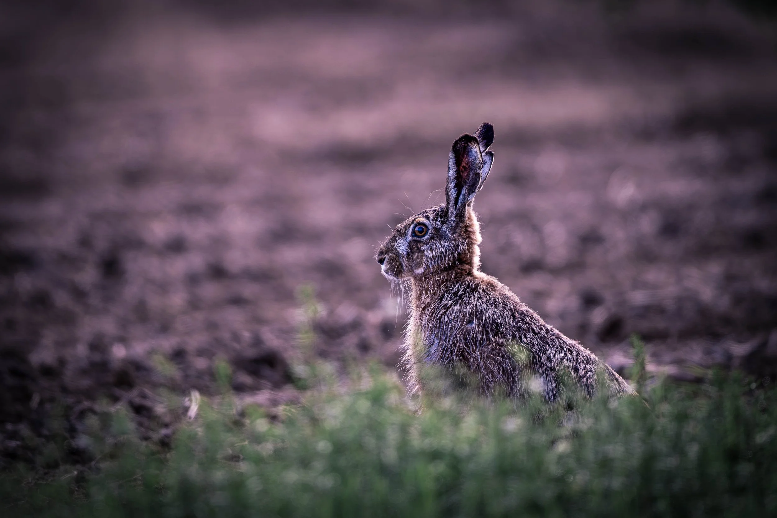 A hare standing on the ground in a natural outdoor environment during dusk or dawn, with a blurred background of soil and sparse grass.