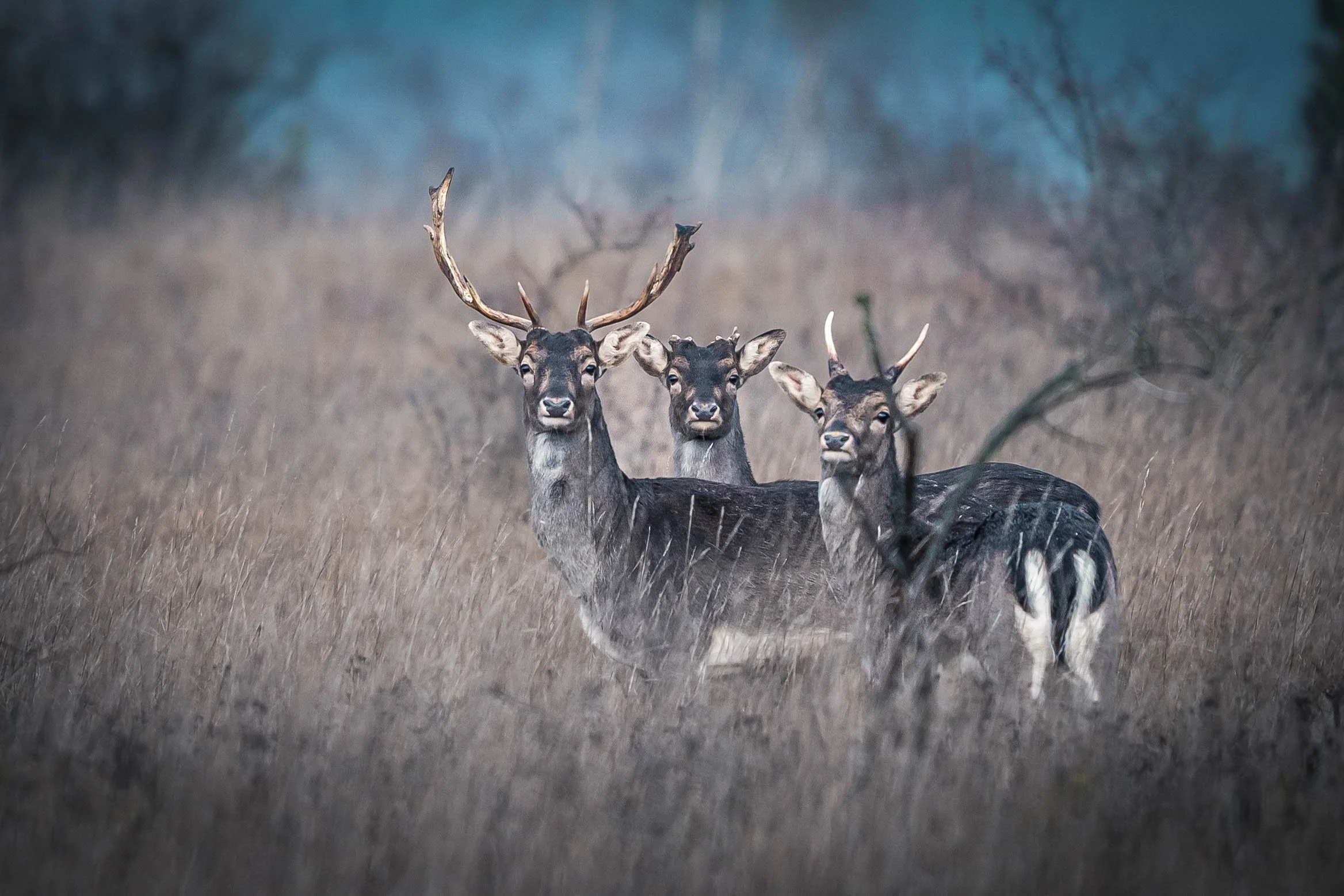 Three deer standing in tall grass with a misty forest background.