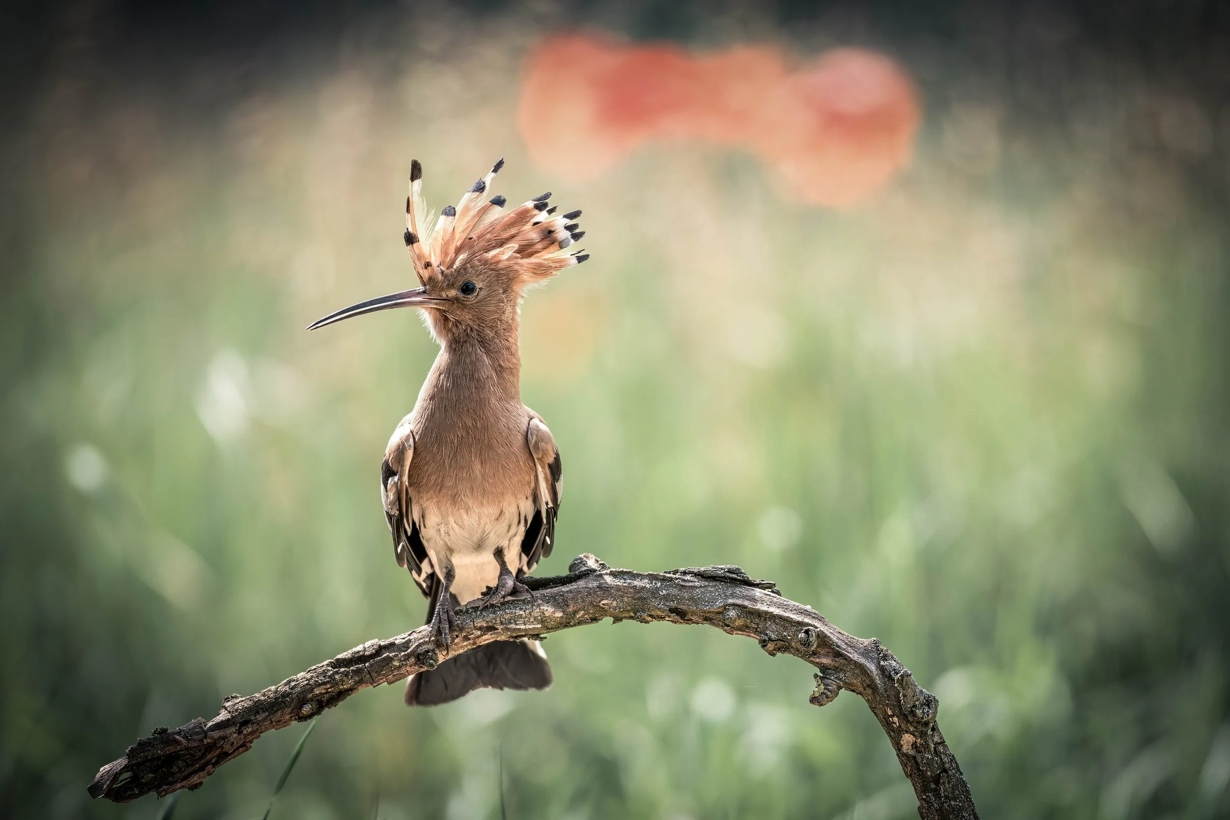 A bird with a long, curved beak and a crest of feathers standing on a branch, with a soft, blurred background of greenery.