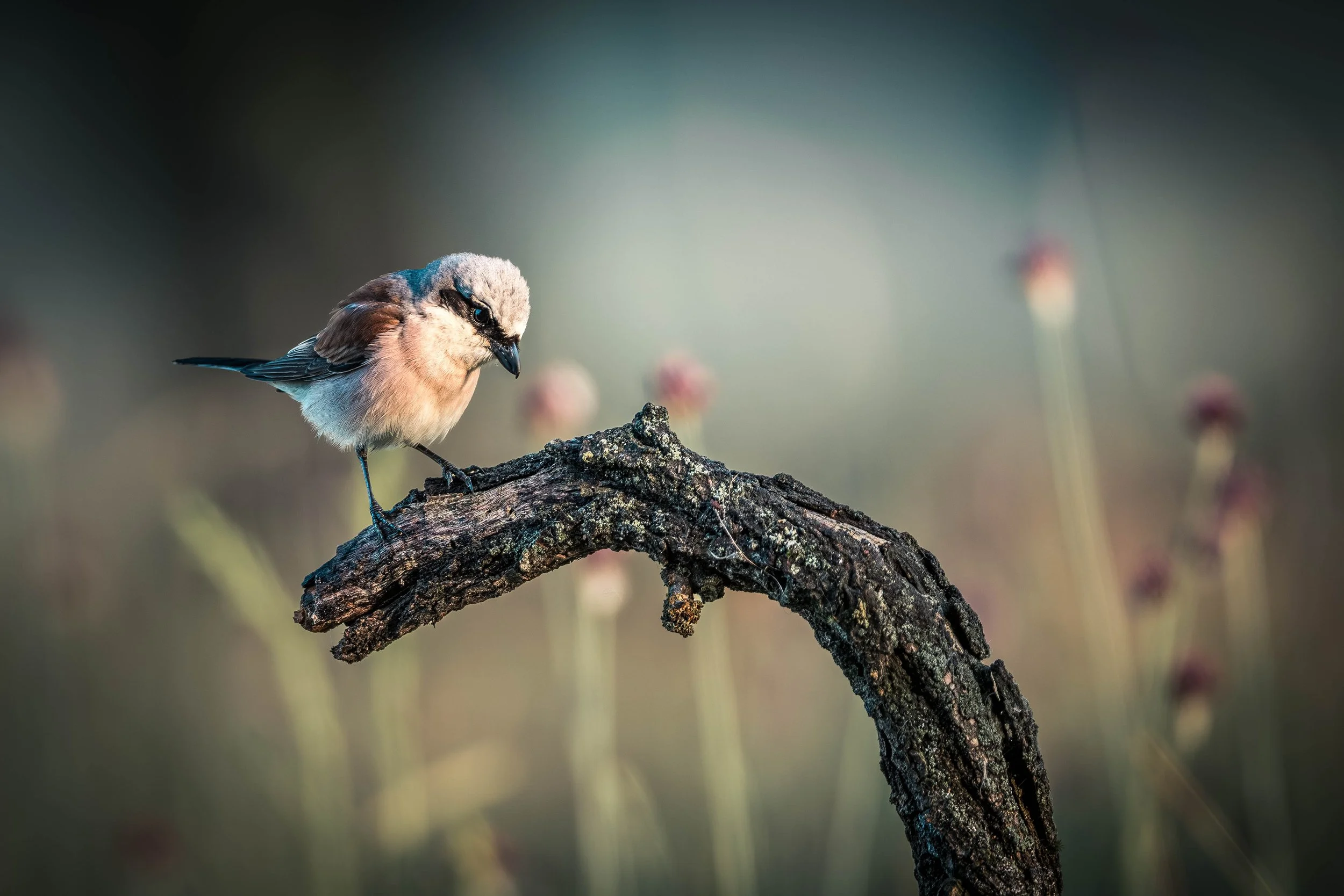 Ein kleiner Vogel mit beige-braun-blauem Gefieder sitzt auf einem strukturierten, dunklen Ast vor einem unscharfen Hintergrund.
Neuntöter