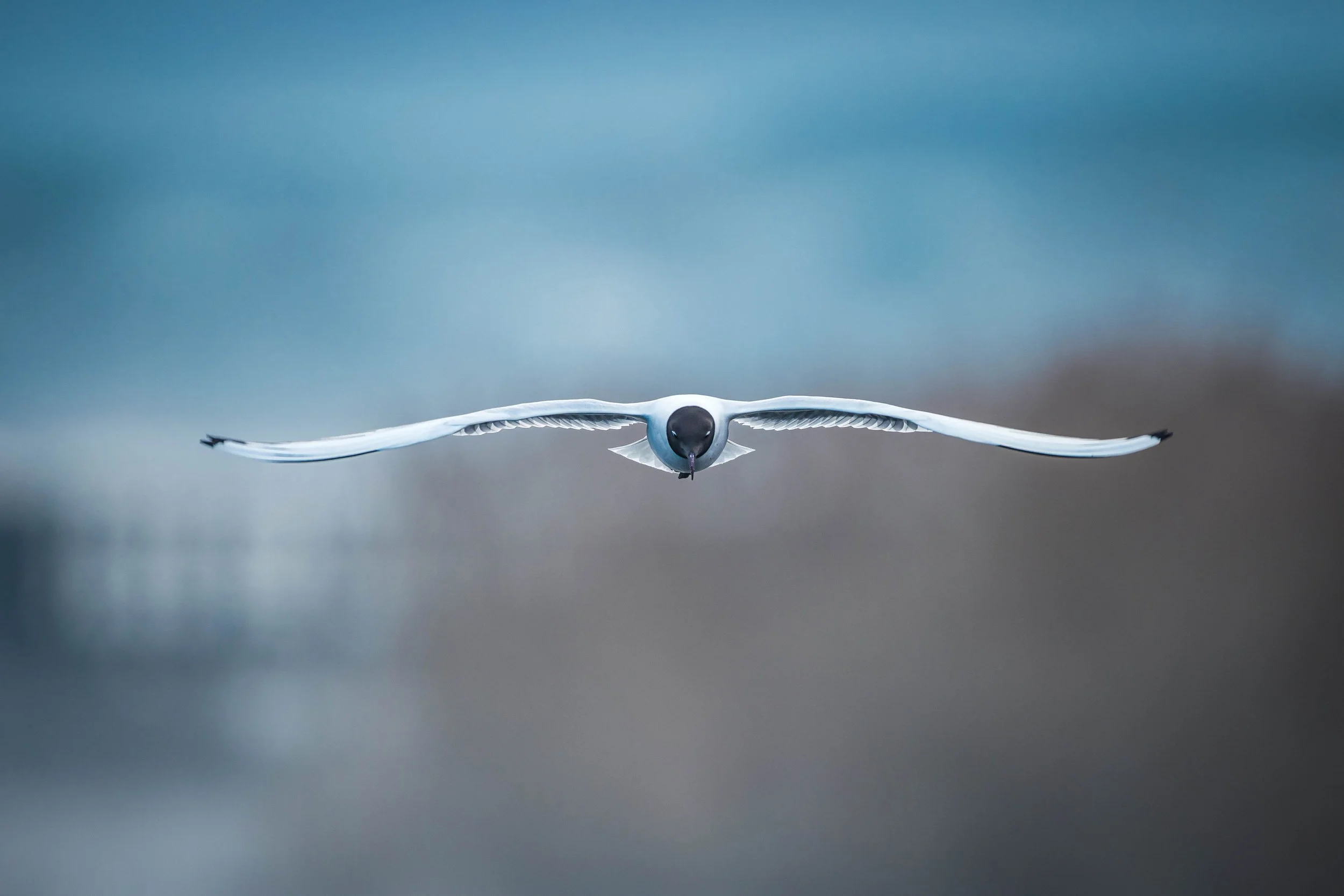 A seagull flying through the sky with its wings fully extended, against a cloudy blue background.
