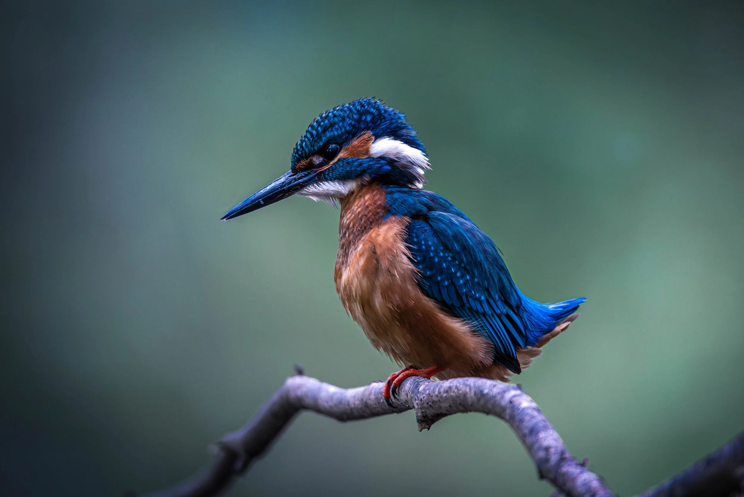 Close-up of a kingfisher bird perched on a branch, showing vibrant blue, orange, and white feathers against a blurred green background.