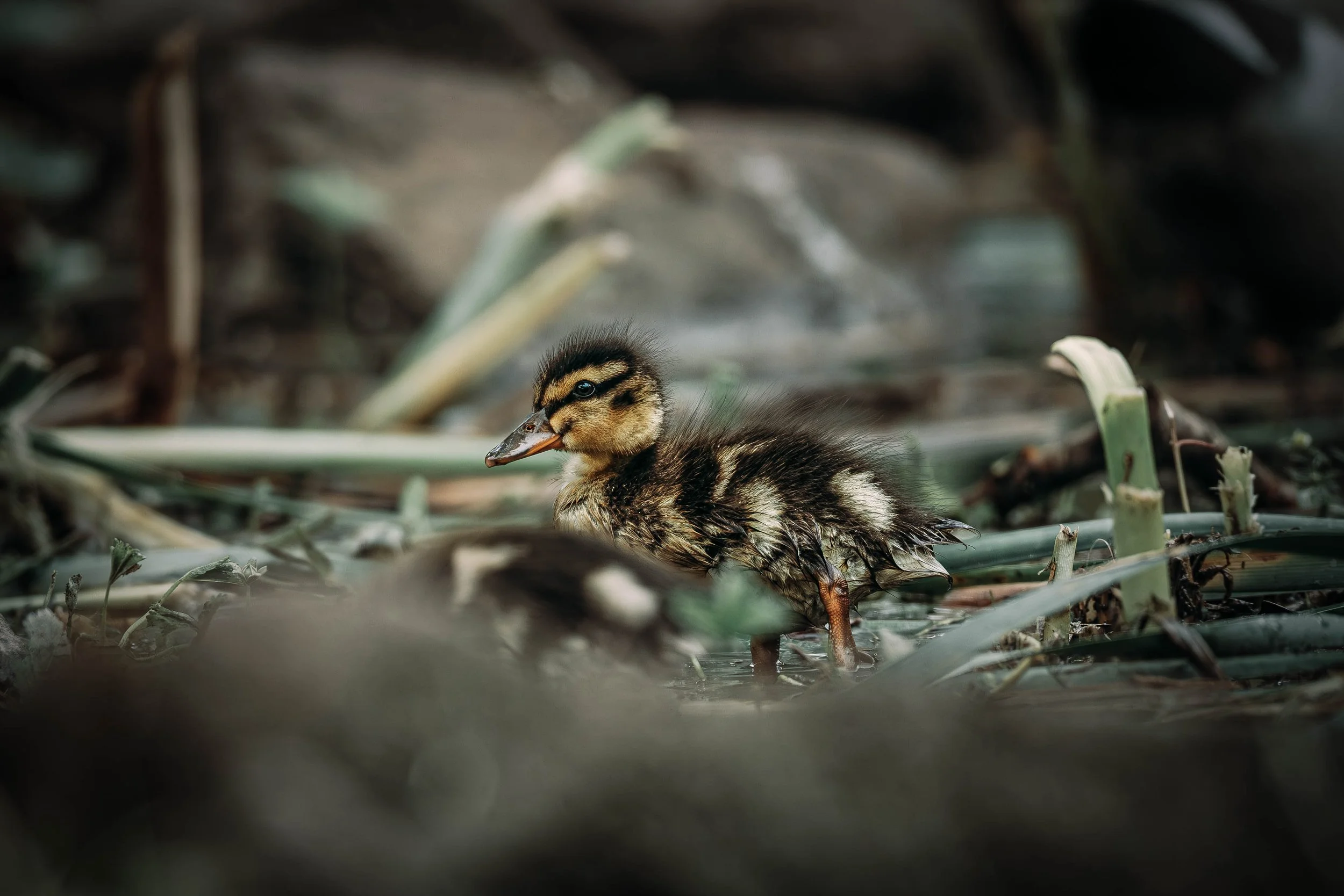A duckling standing in shallow water among plants and reeds in a natural wetland area.