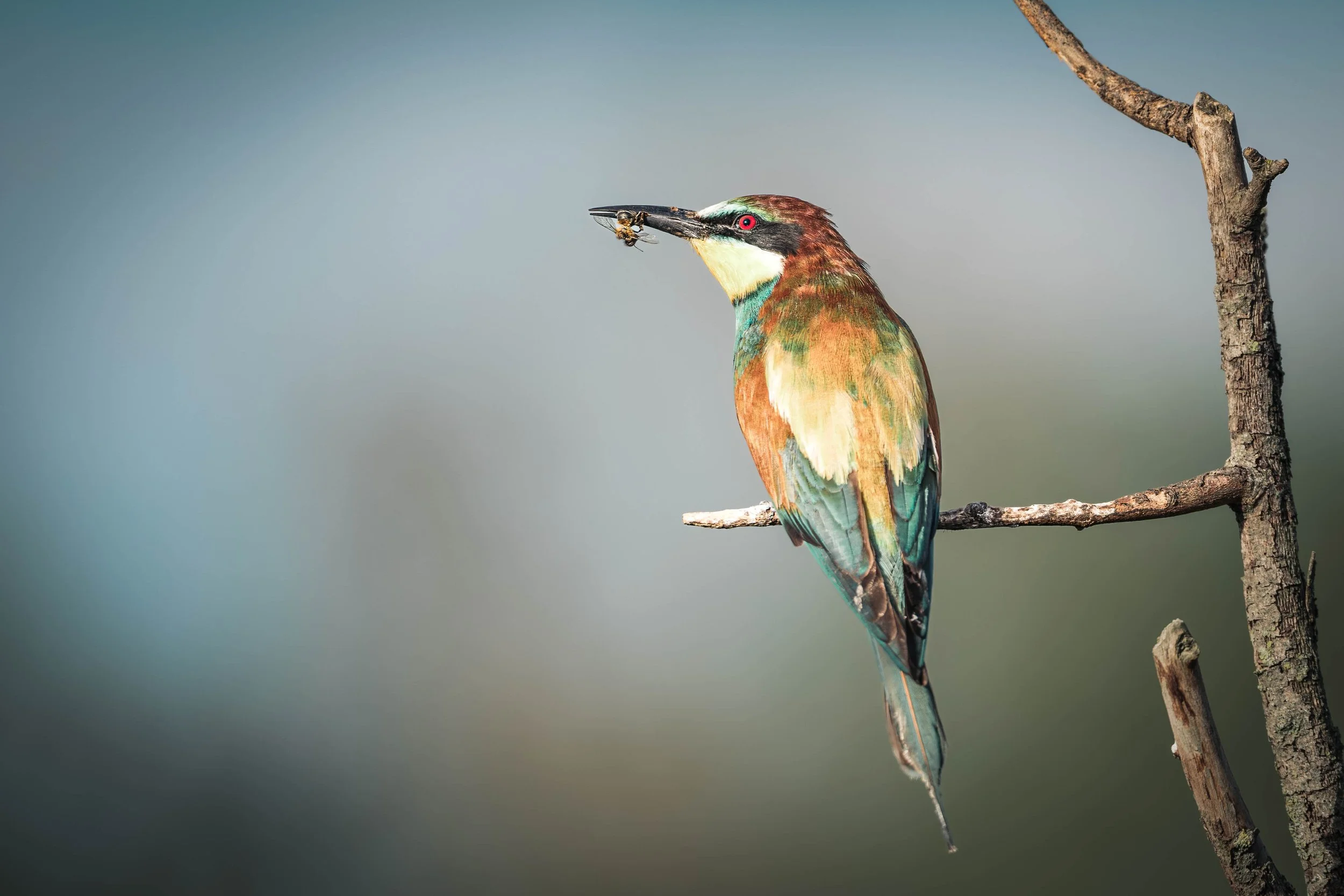 A colorful bird perched on a thin tree branch, holding a bee in its beak, against a blurred blue and green background.