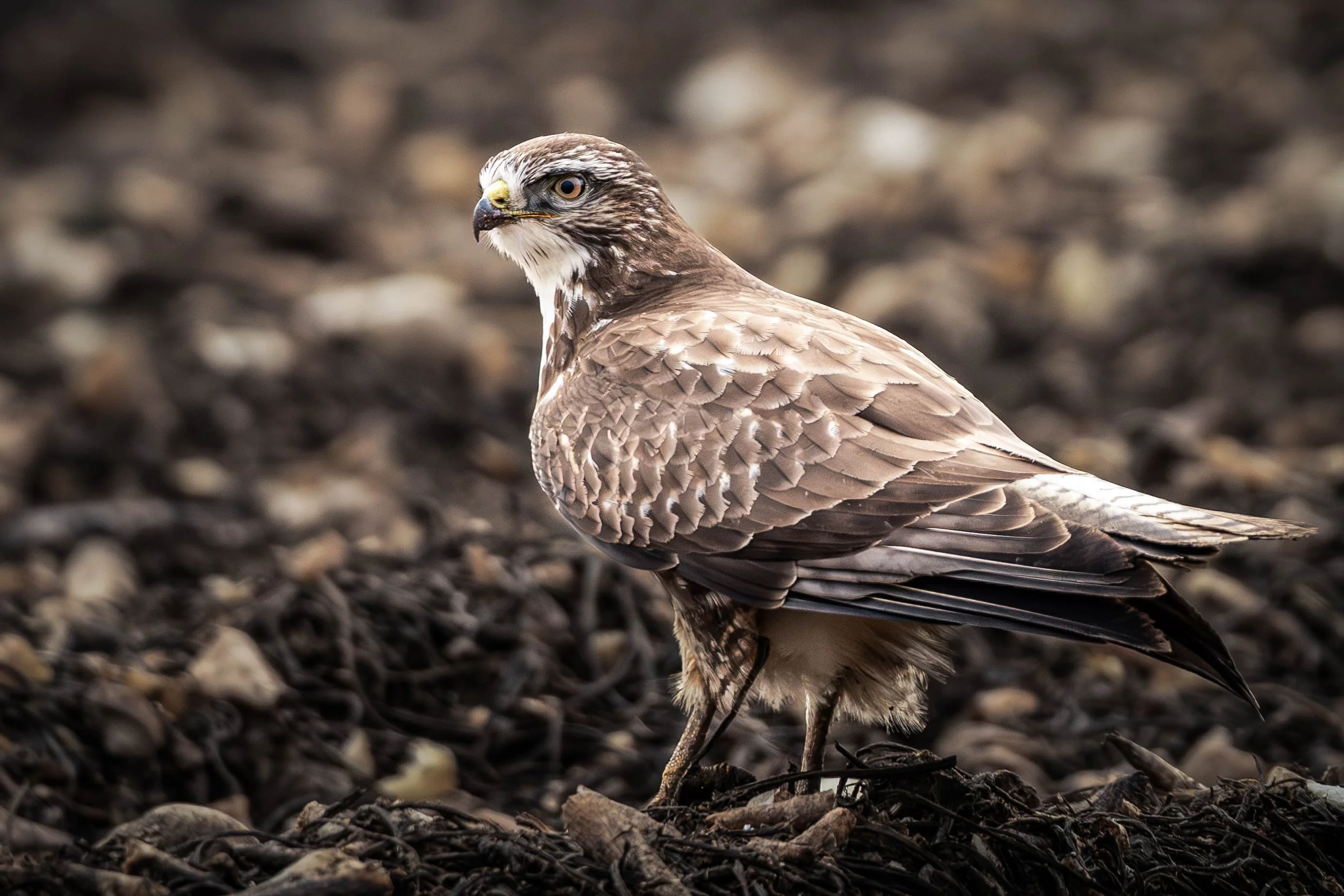 A bird of prey, possibly a hawk, standing on rocky ground with brown and white feathers, intense eyes, and a sharp beak.