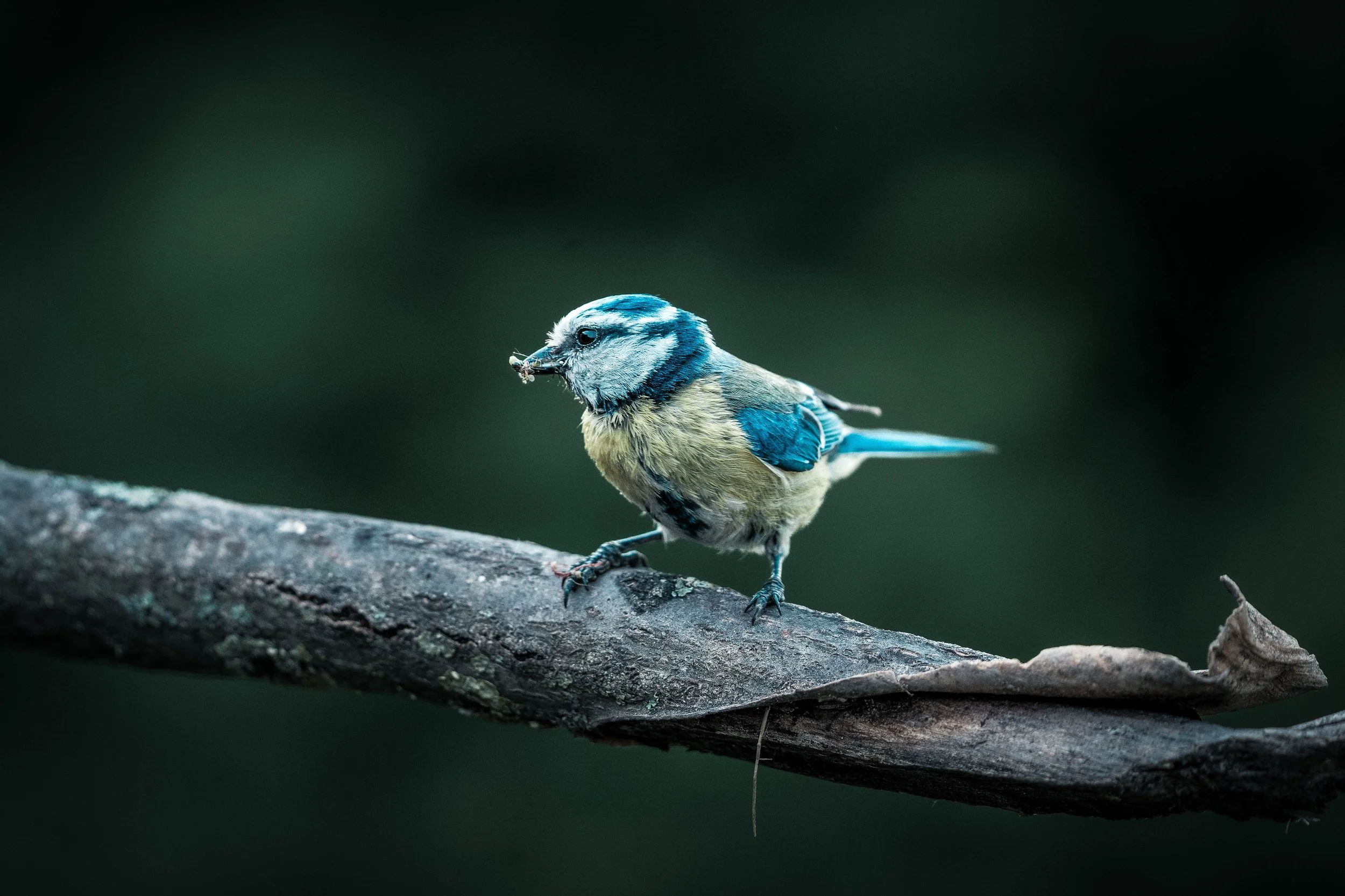 A small blue, yellow, and black bird perched on a branch, holding an insect in its beak.