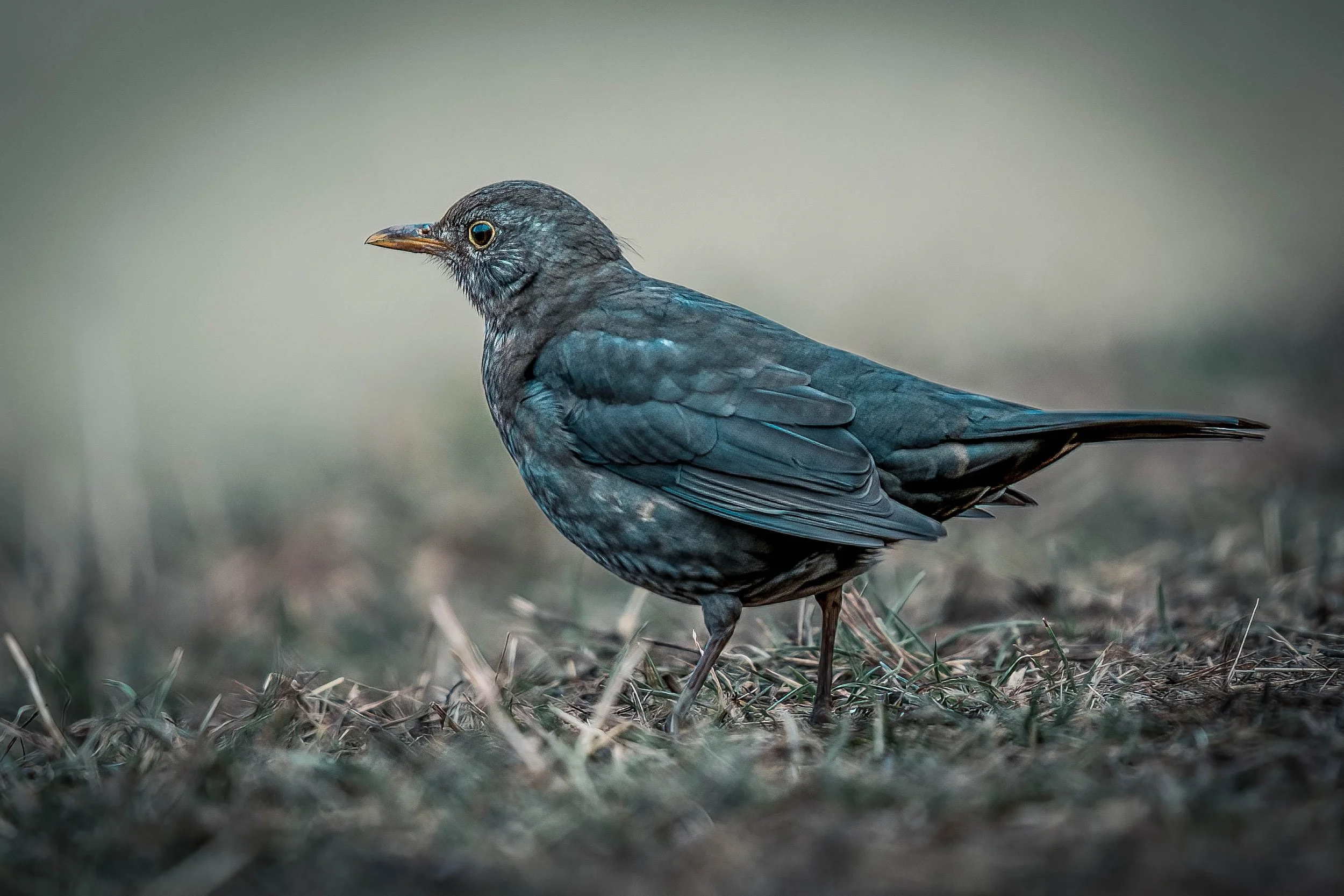 A bird with dark gray feathers and a yellow beak standing on dry grass or twigs.
