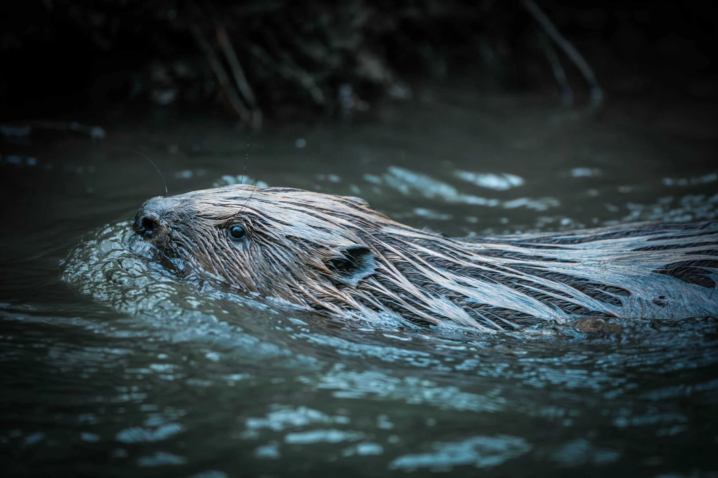 A close-up of a sea otter swimming in dark water, with its head partially above the surface and wet fur.