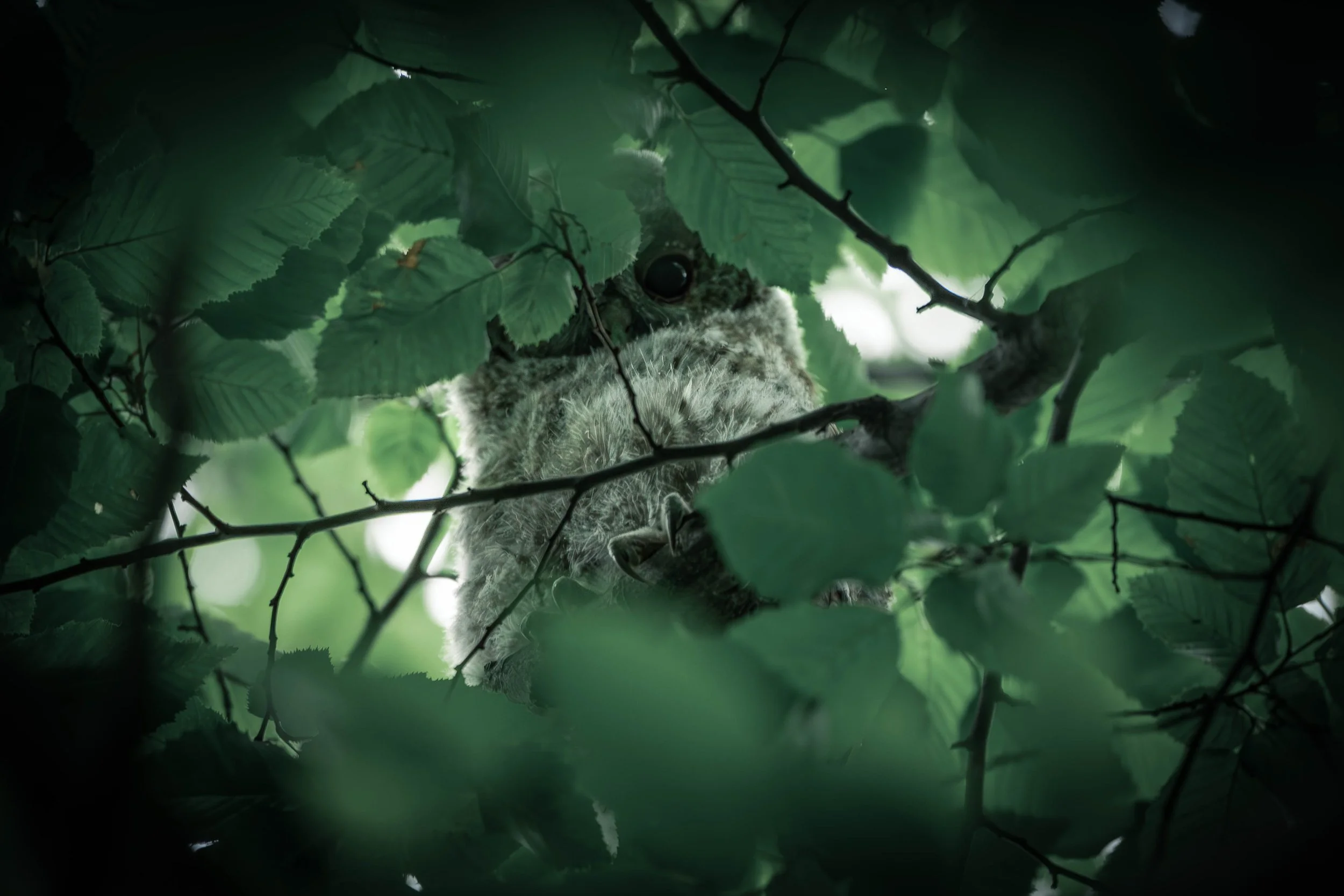 A bird's eye view of a bird perched on a tree branch, partially hidden behind green leaves.
