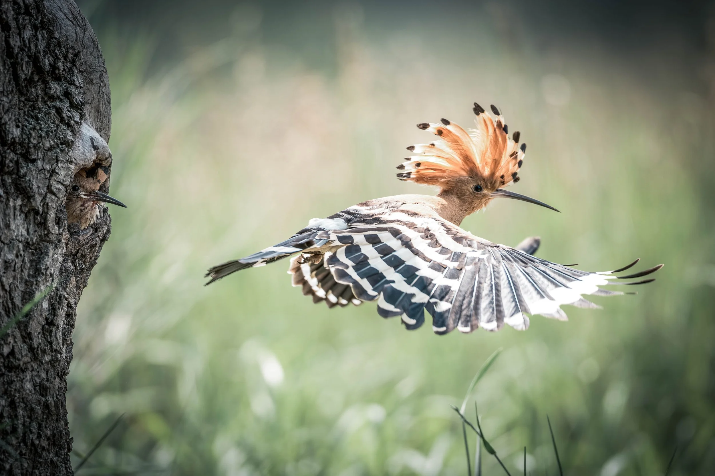 A woodpecker peeking out from a hole in a tree, while another bird with a colorful crest looks on from mid-air.