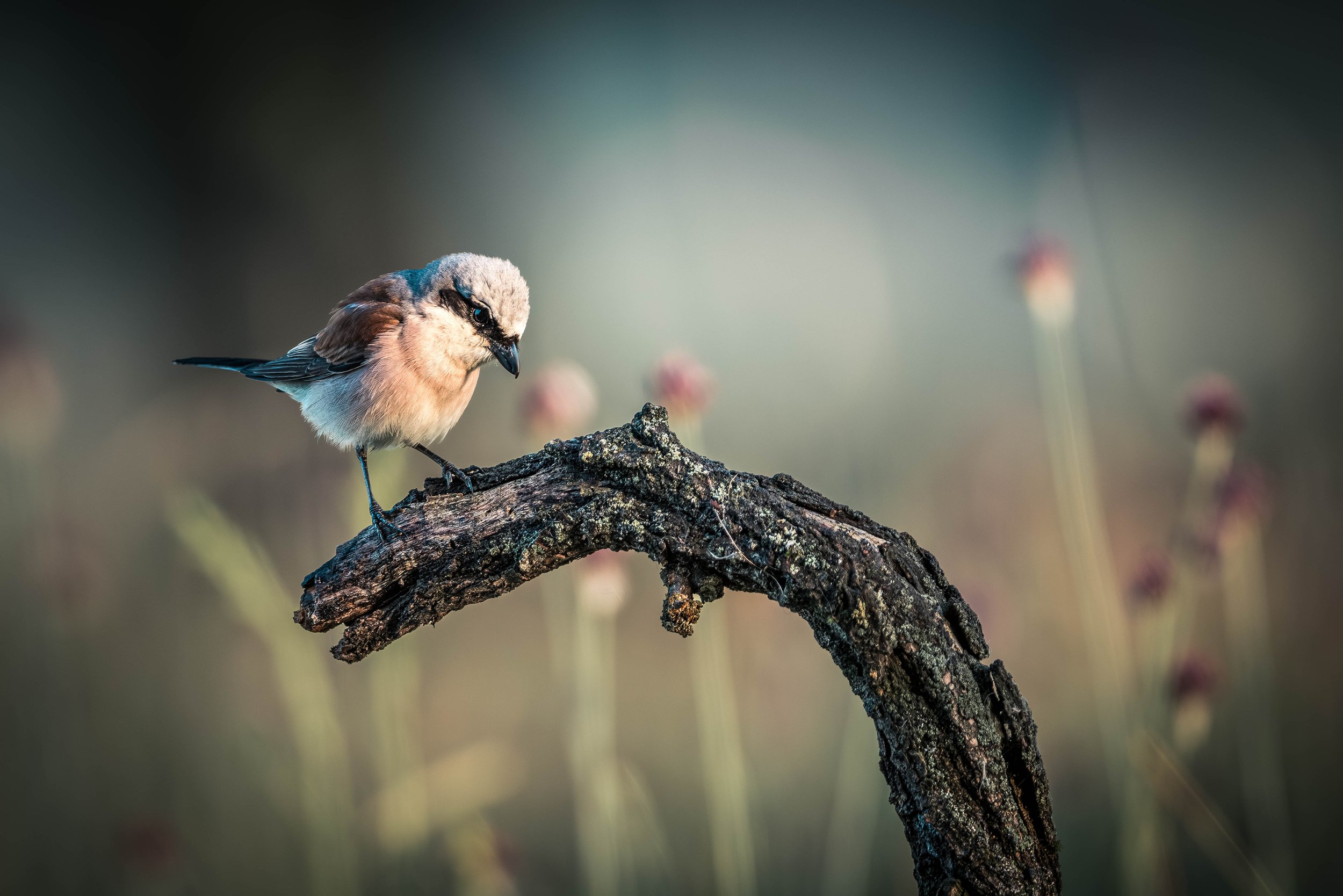 Small bird with beige, black, and brown feathers perched on a textured, dark branch with blurred background.