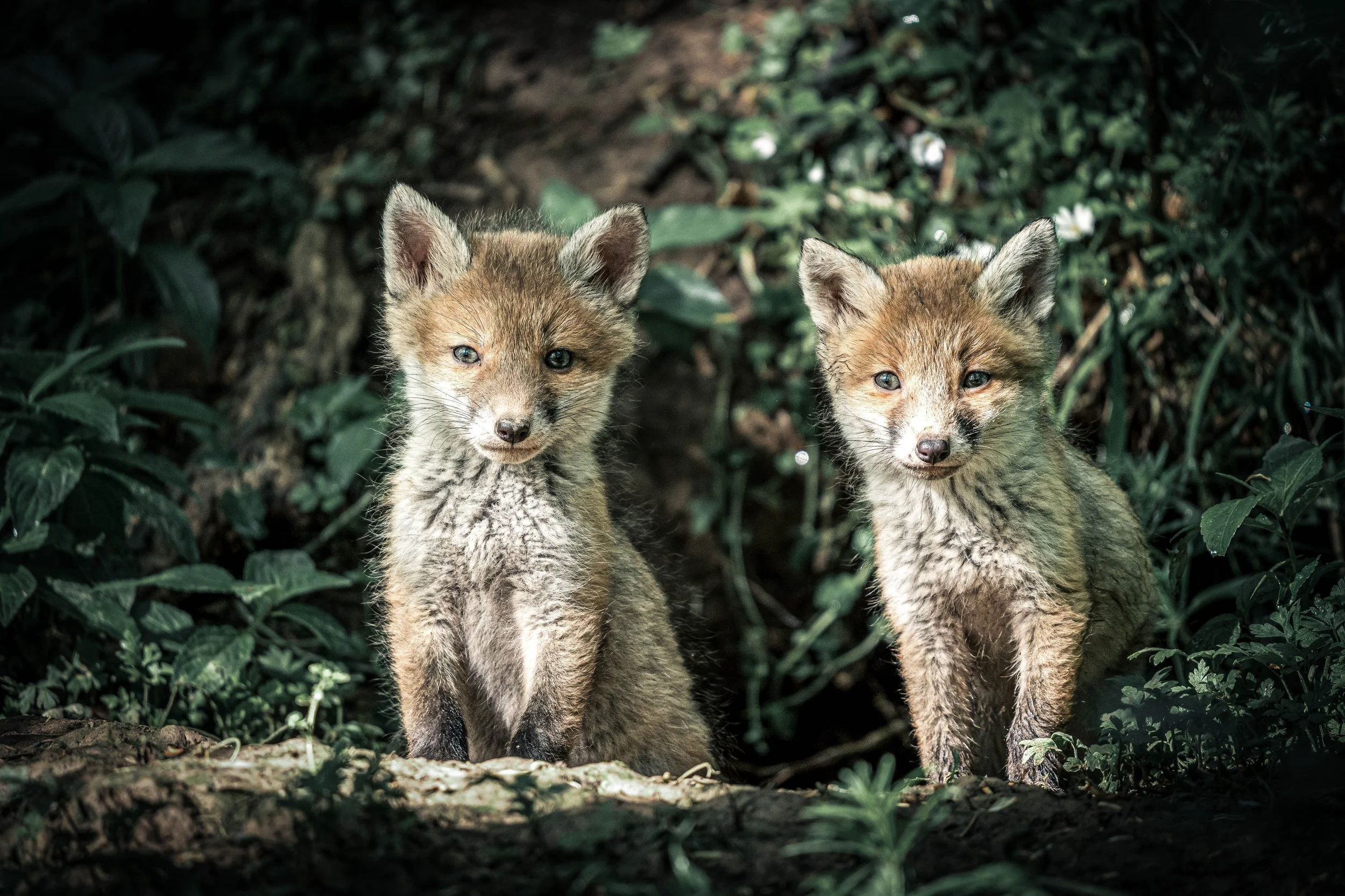 Two baby foxes standing in a forested area with green foliage around them.