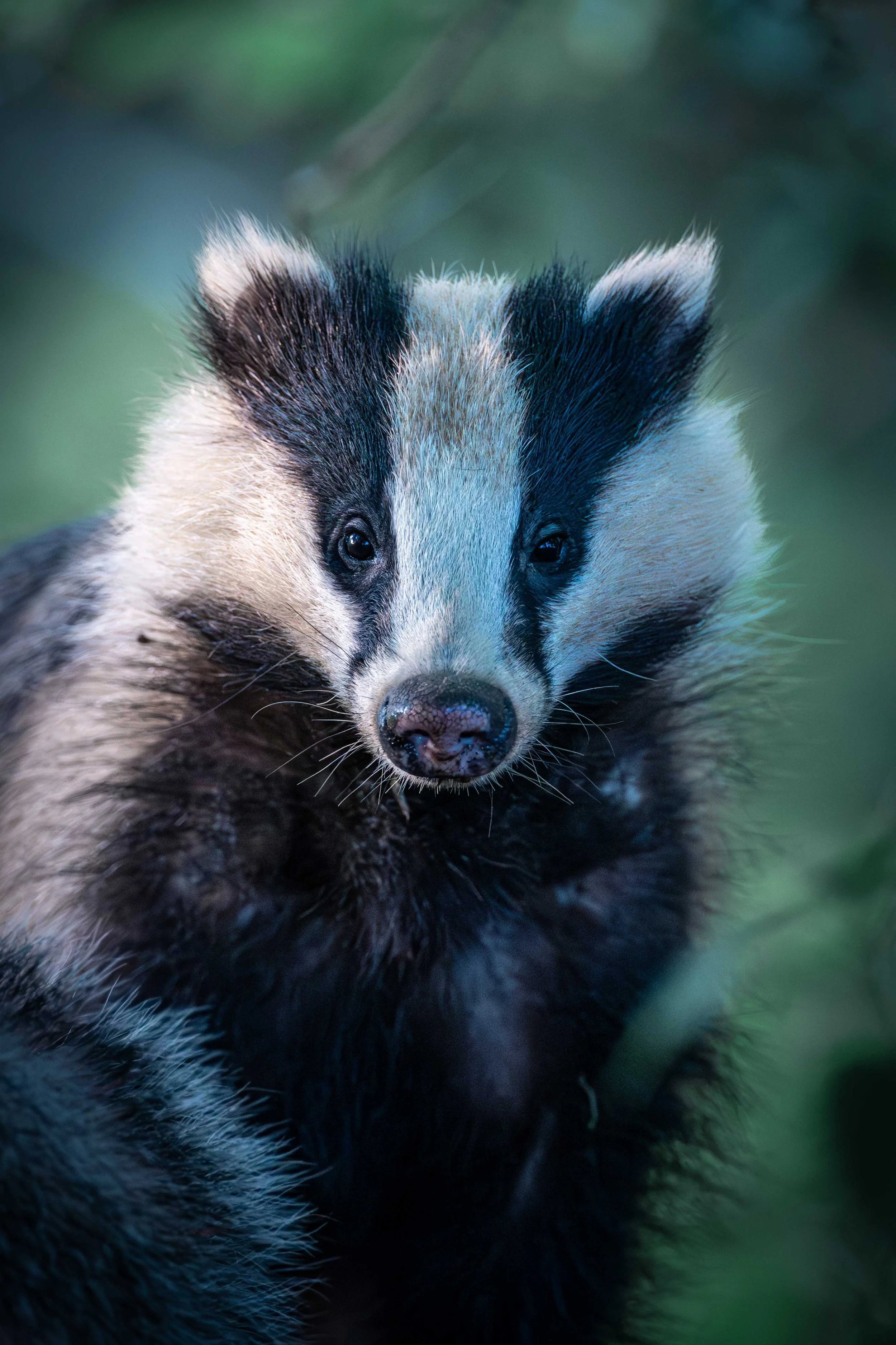 Close-up of a young fox with striking black and white facial markings, looking directly at the camera with a blurred green background.