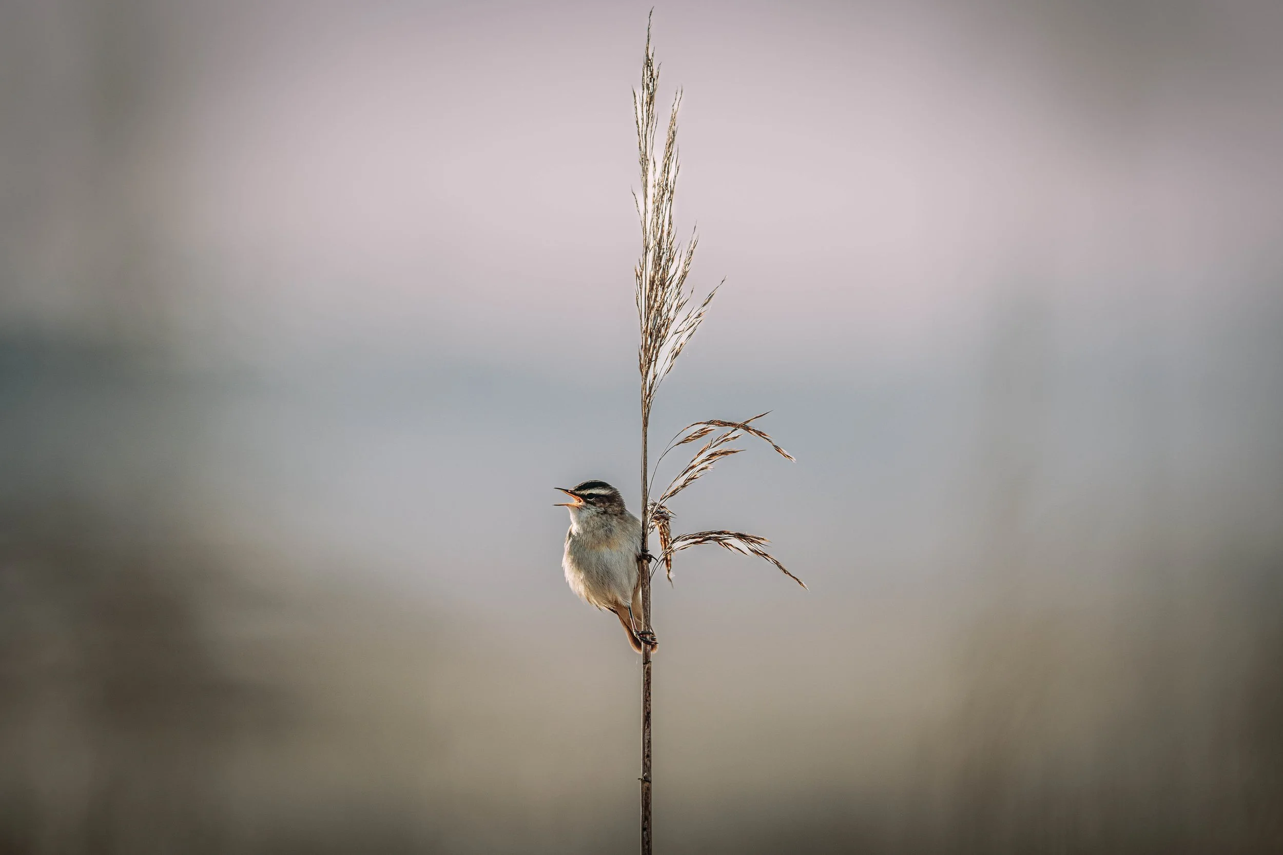 A small bird singing on a tall, thin stalk of grass, with a calm, neutral background.