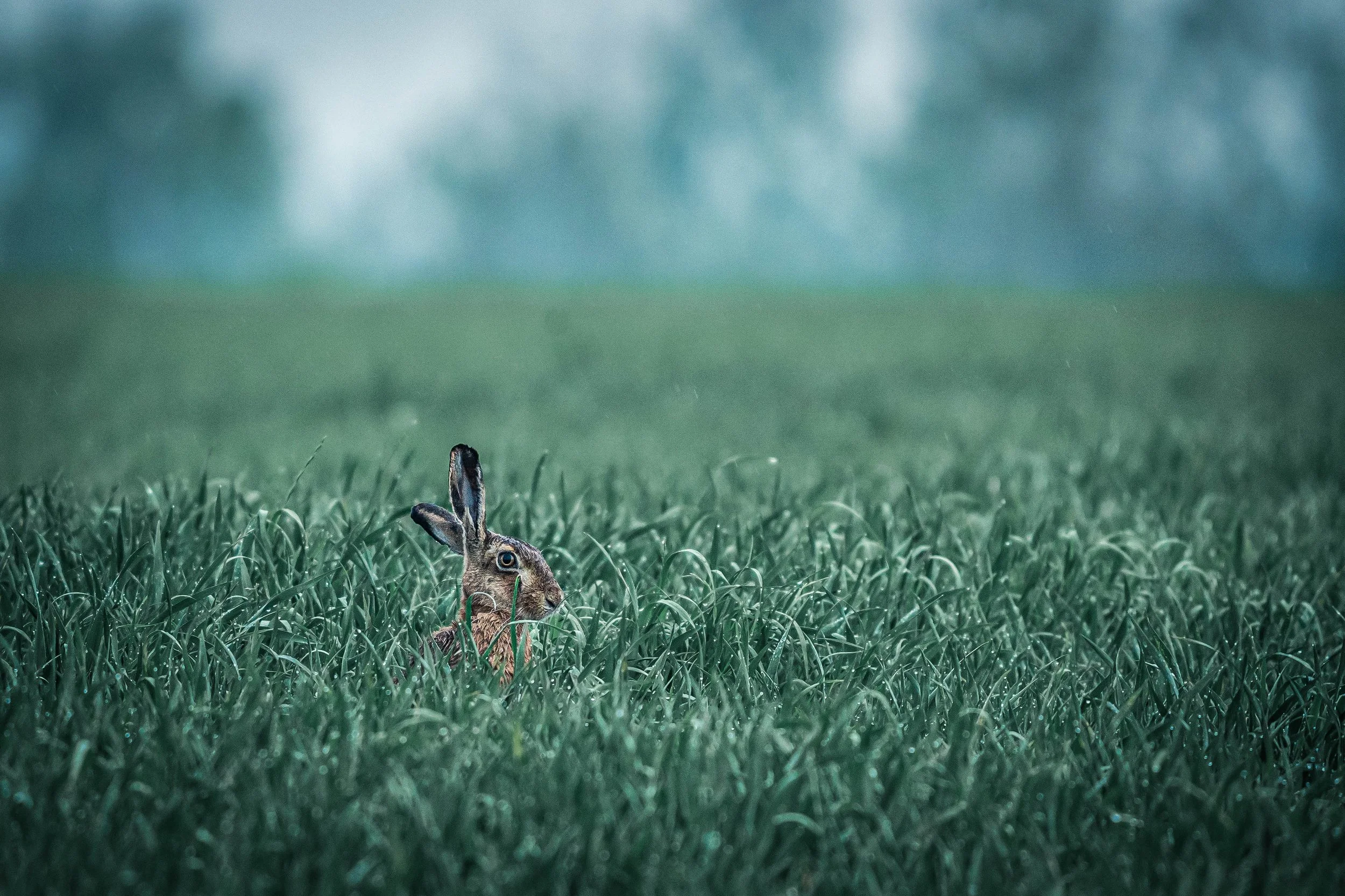 A rabbit lying in tall green grass with a blurred blue and green background.
