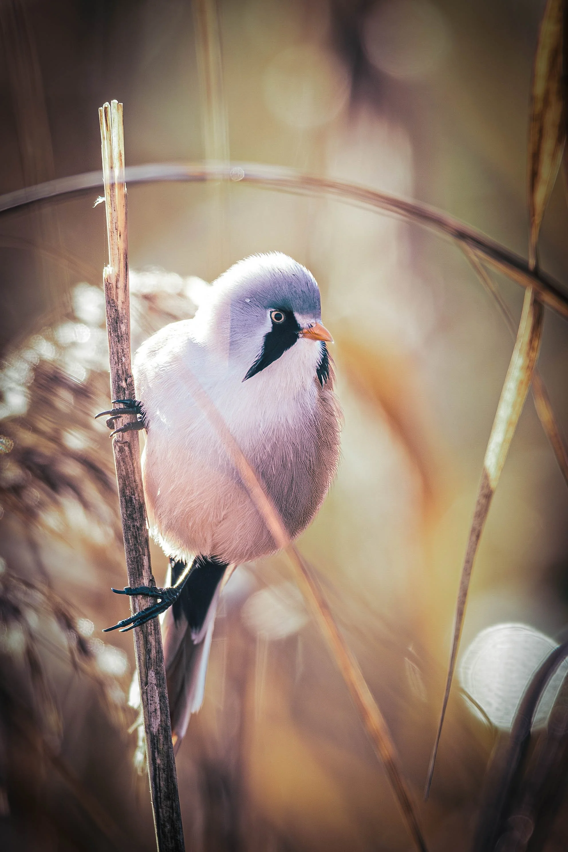 A small bird with is perched on a vertical reed, surrounded by blurred reeds and soft sunlight in the background.