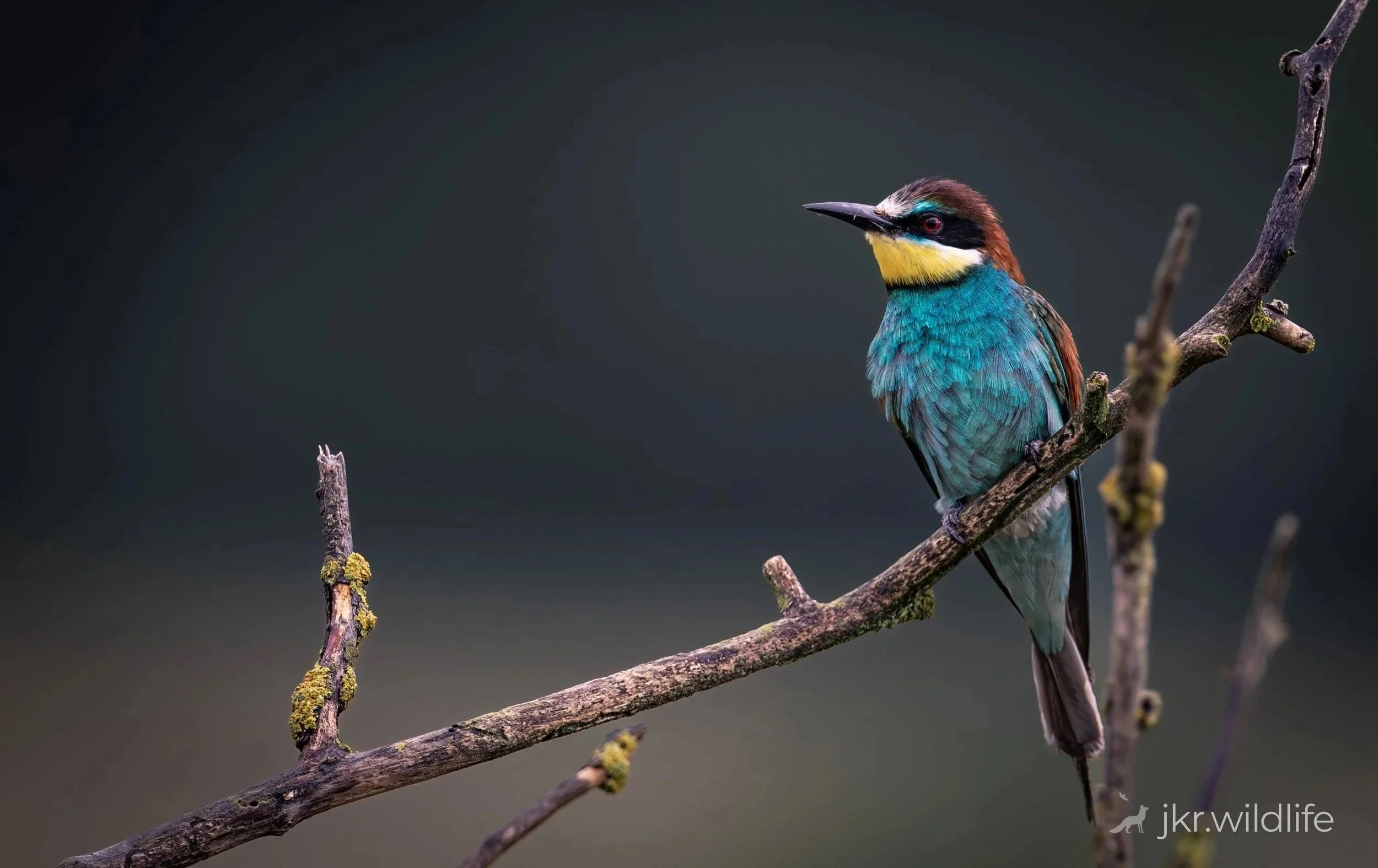 Colorful bird with a yellow and black face, blue body, and brown and white head perched on a bare, moss-covered branch.