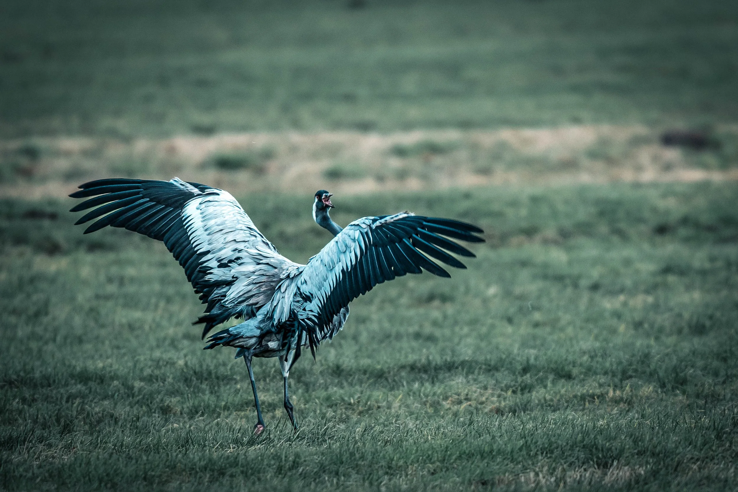 A large bird, likely a crane, standing on one leg on grassy terrain with its wings spread wide.