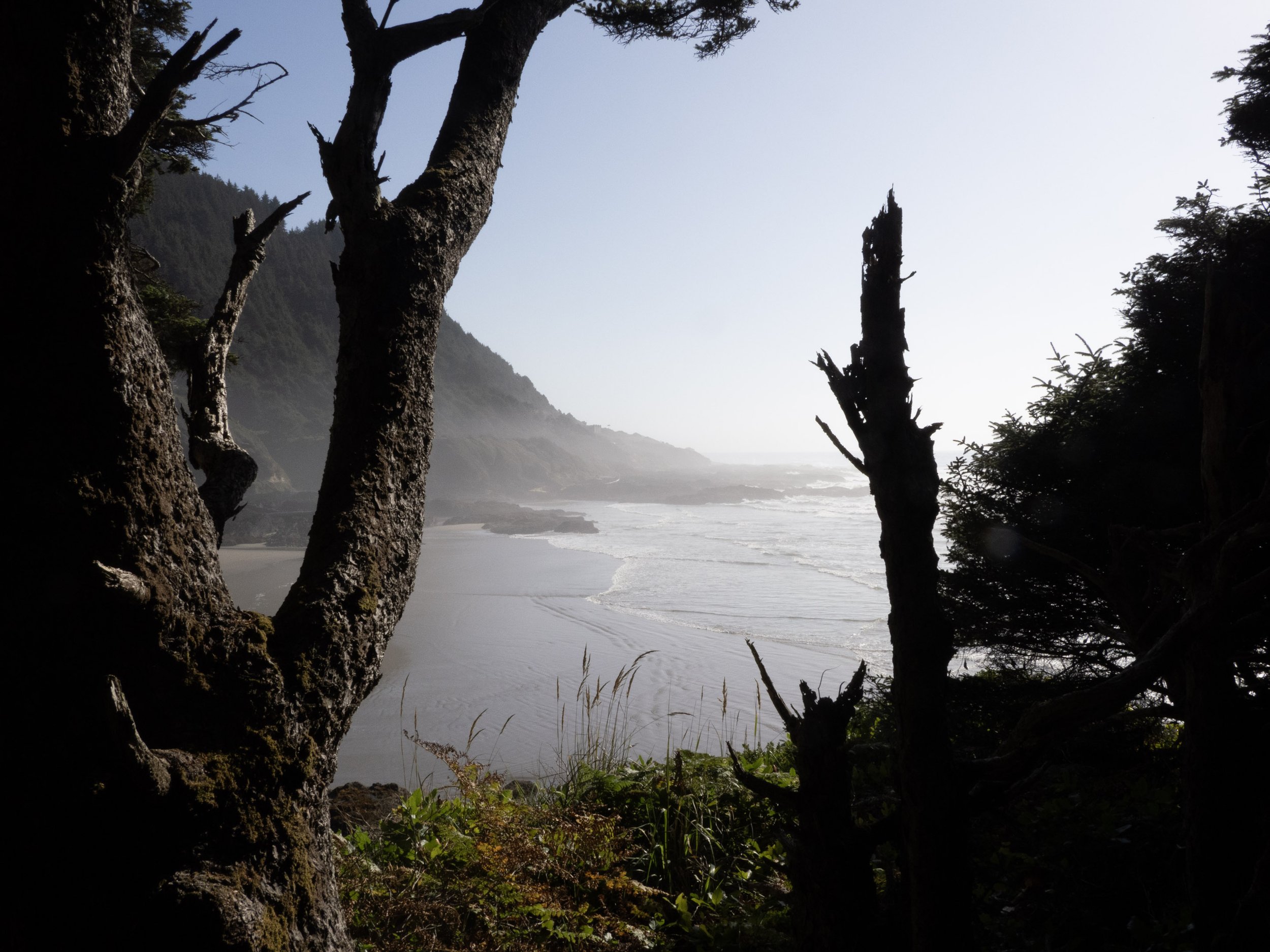 View through a natural frame of trees overlooking a beach with rocky cliffs in the background and the ocean waves crashing on the shore.