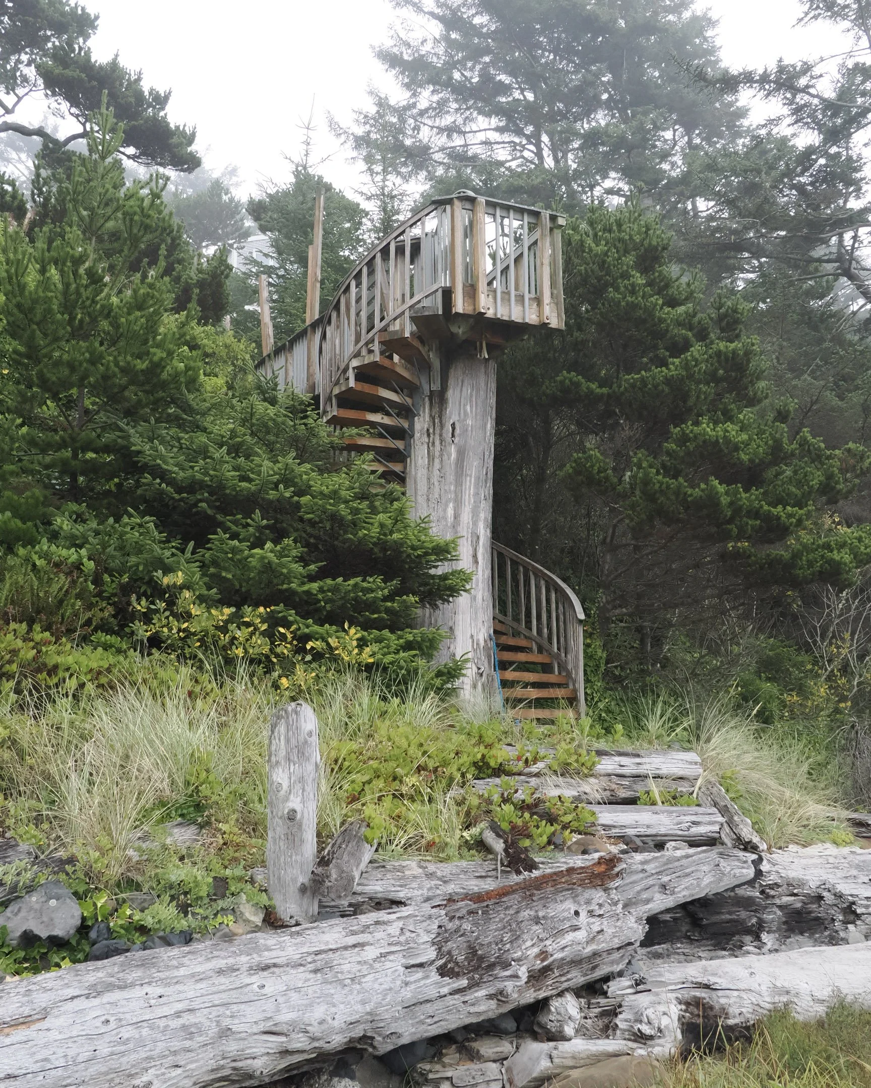 Wooden spiral staircase built on a large tree trunk in a lush forest area, surrounded by green pine trees and some fallen logs at the base.