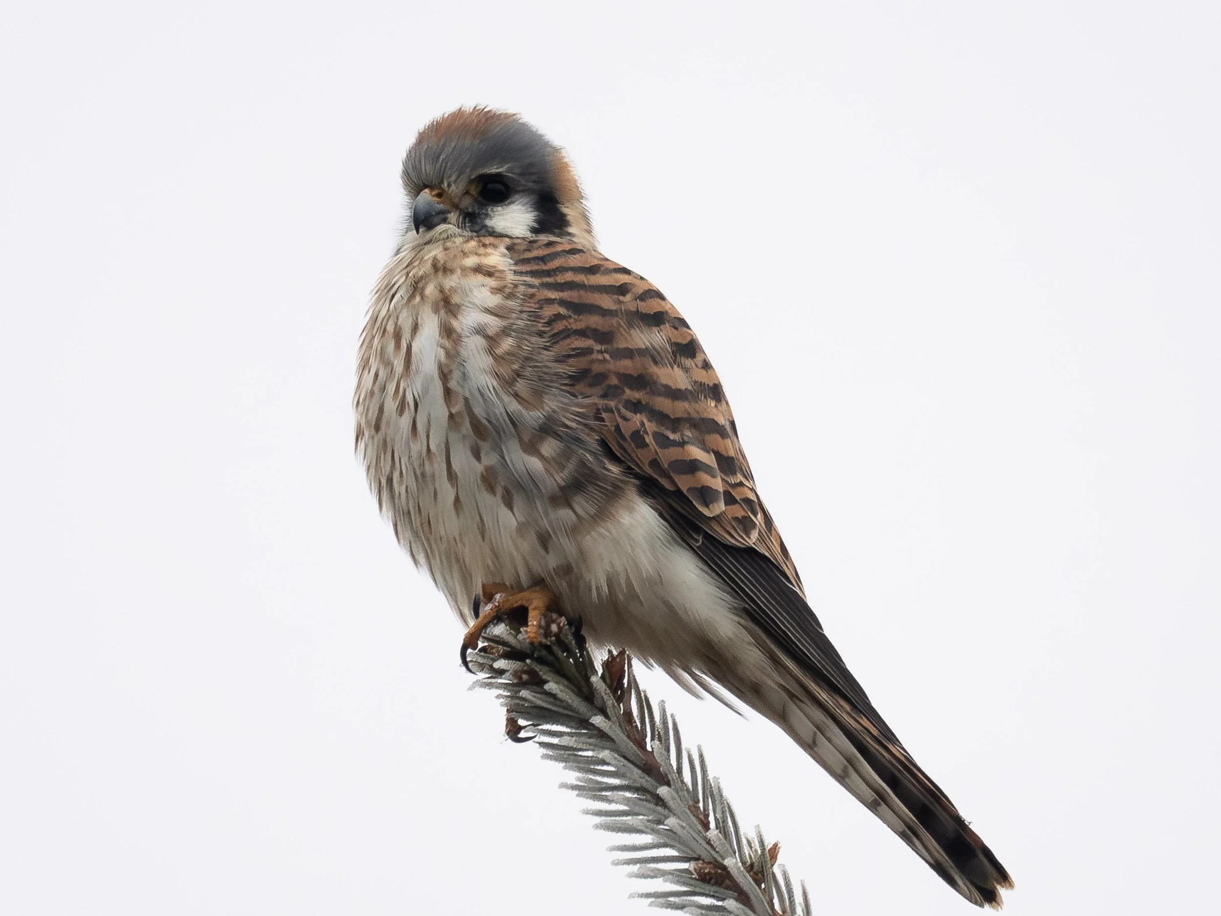 A close-up of a bird perched on a branch, facing slightly to the left with its head turned towards the camera, against a plain white background.