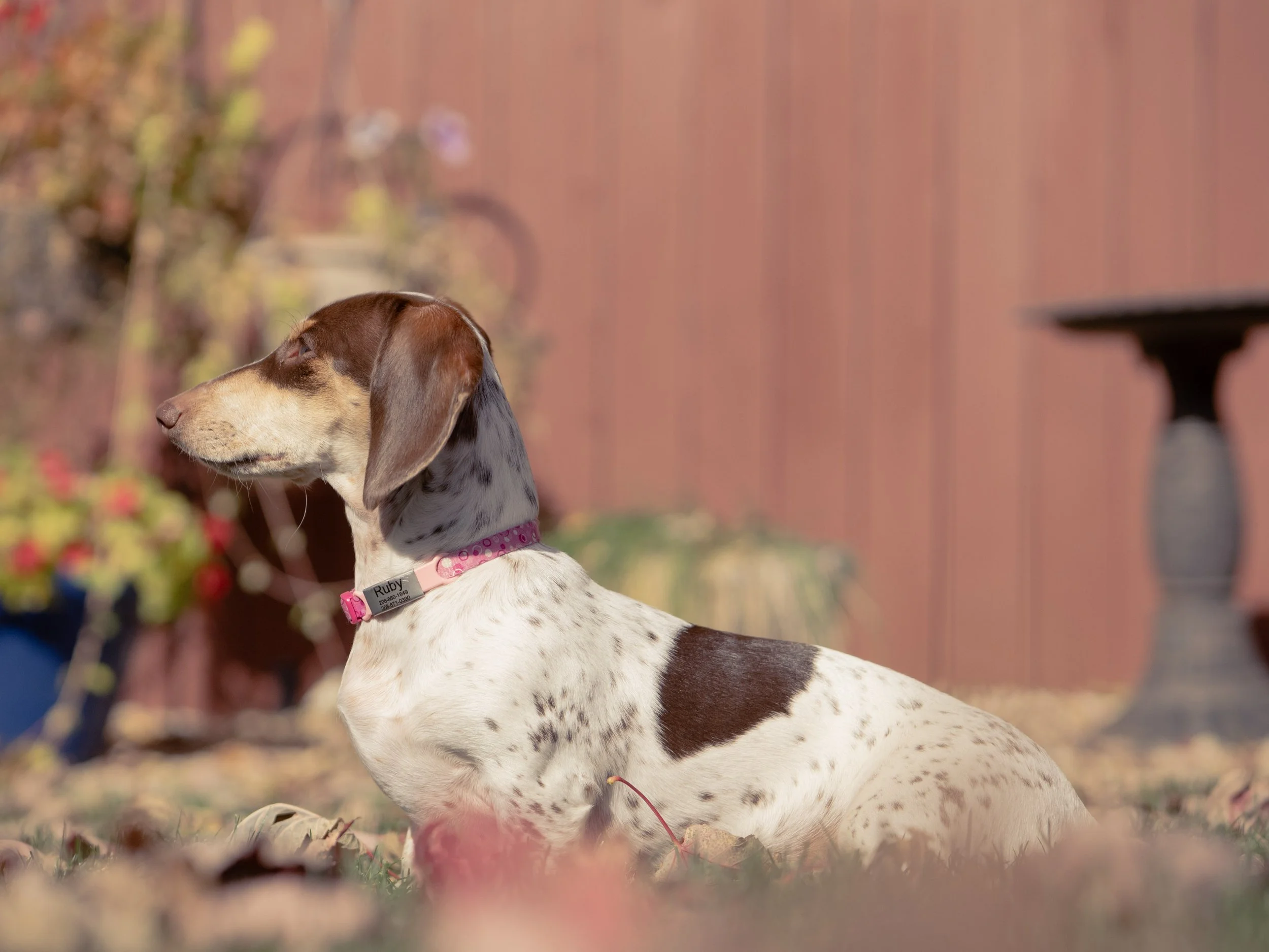 A dog with a brown spot over its eye, floppy ears, and white fur with black spots, sitting outdoors on grass with fallen leaves, in front of a pinkish wall and blurred background.