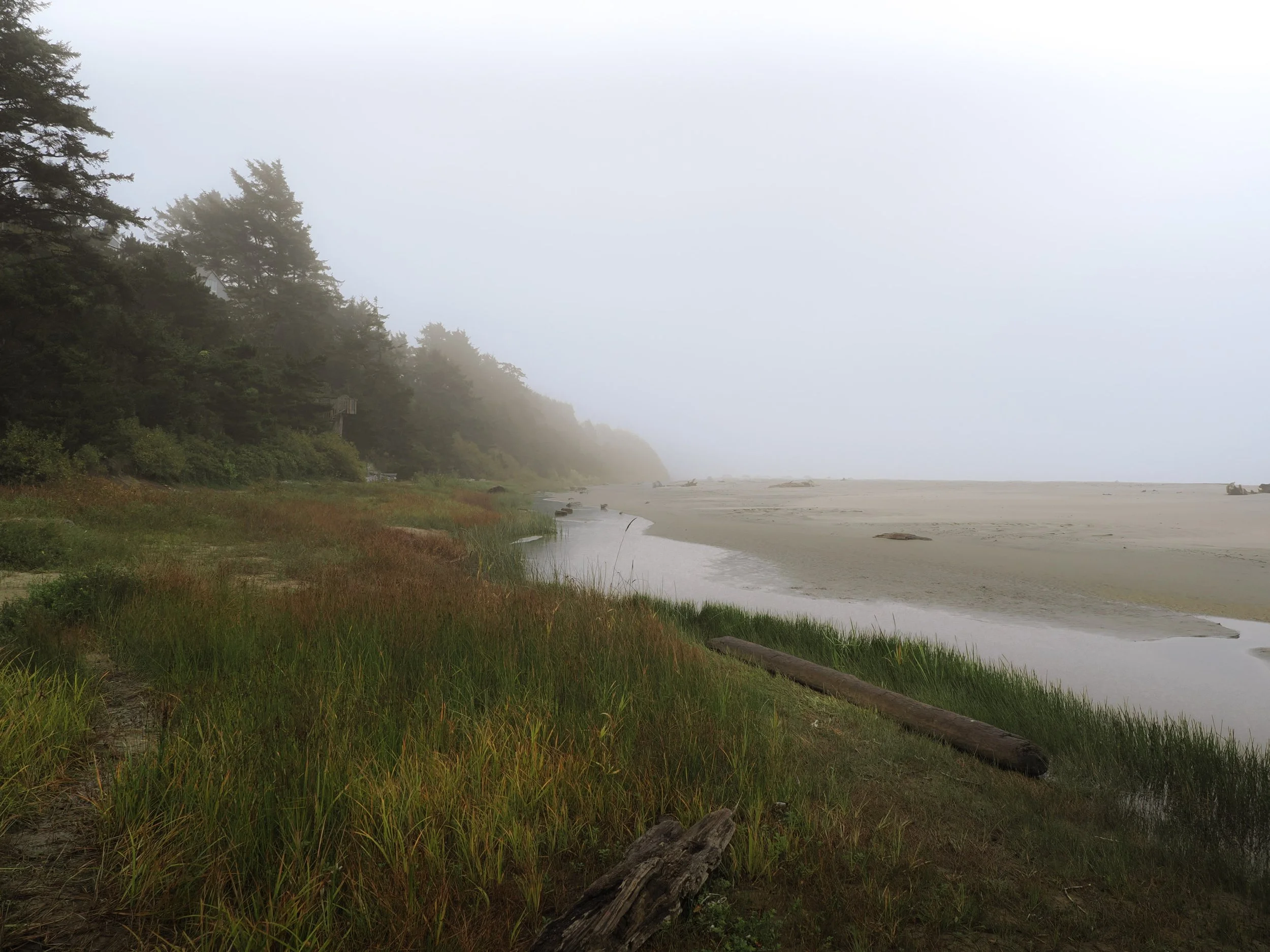 A foggy beach with a shoreline, lush green trees on the left, and a distant sand area with logs and driftwood.