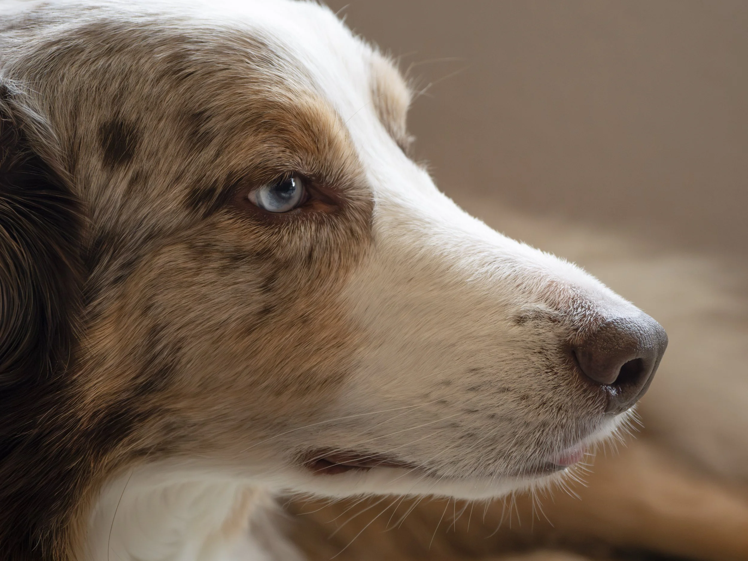 Close-up of a dog with brown and white fur, showing only part of its face with a blue eye and a brown nose.