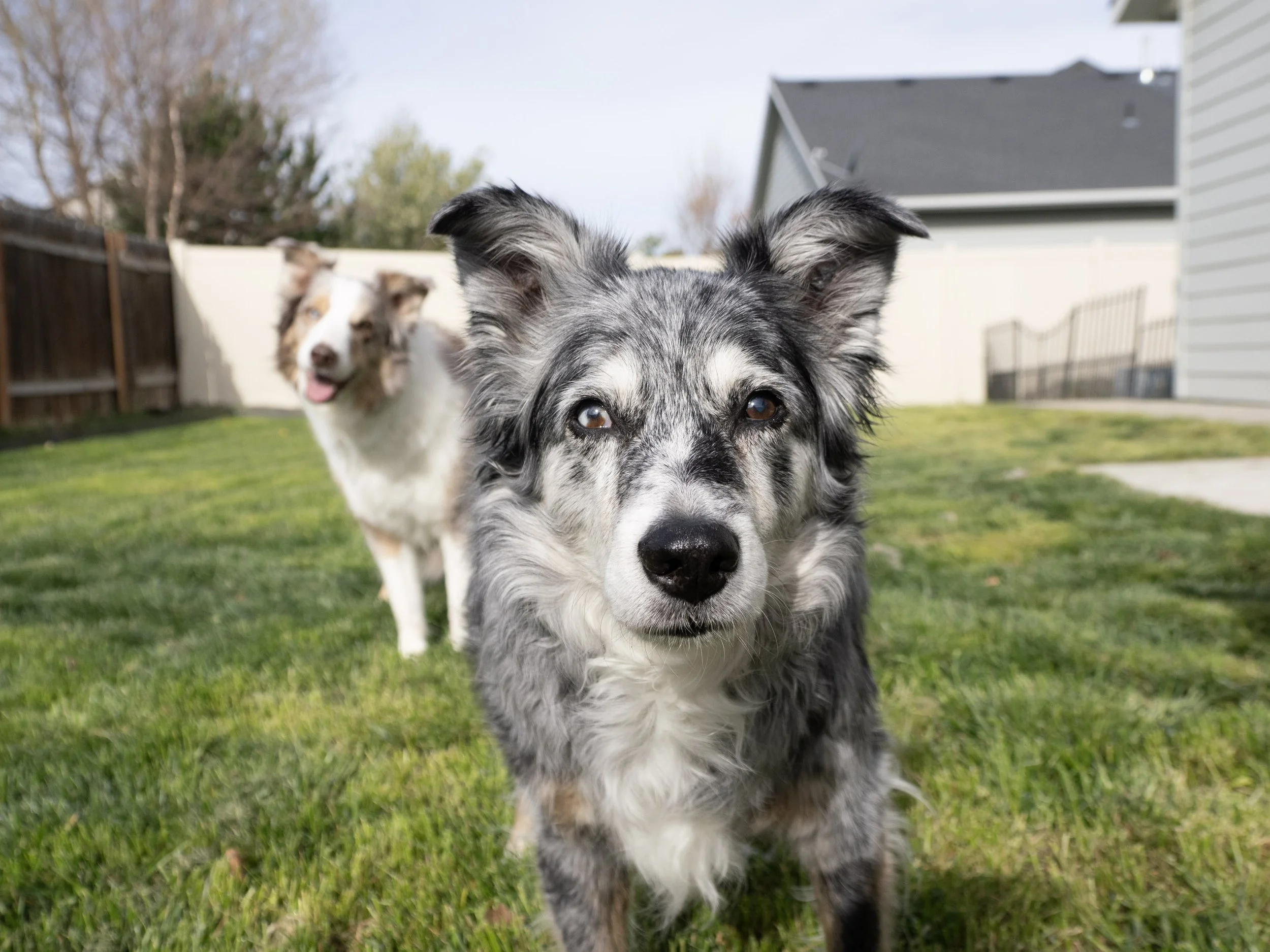 Close-up of a black and white Australian Shepherd puppy walking towards the camera on a green lawn, with a blurred brown and white dog in the background, fenced yard, house, and trees.