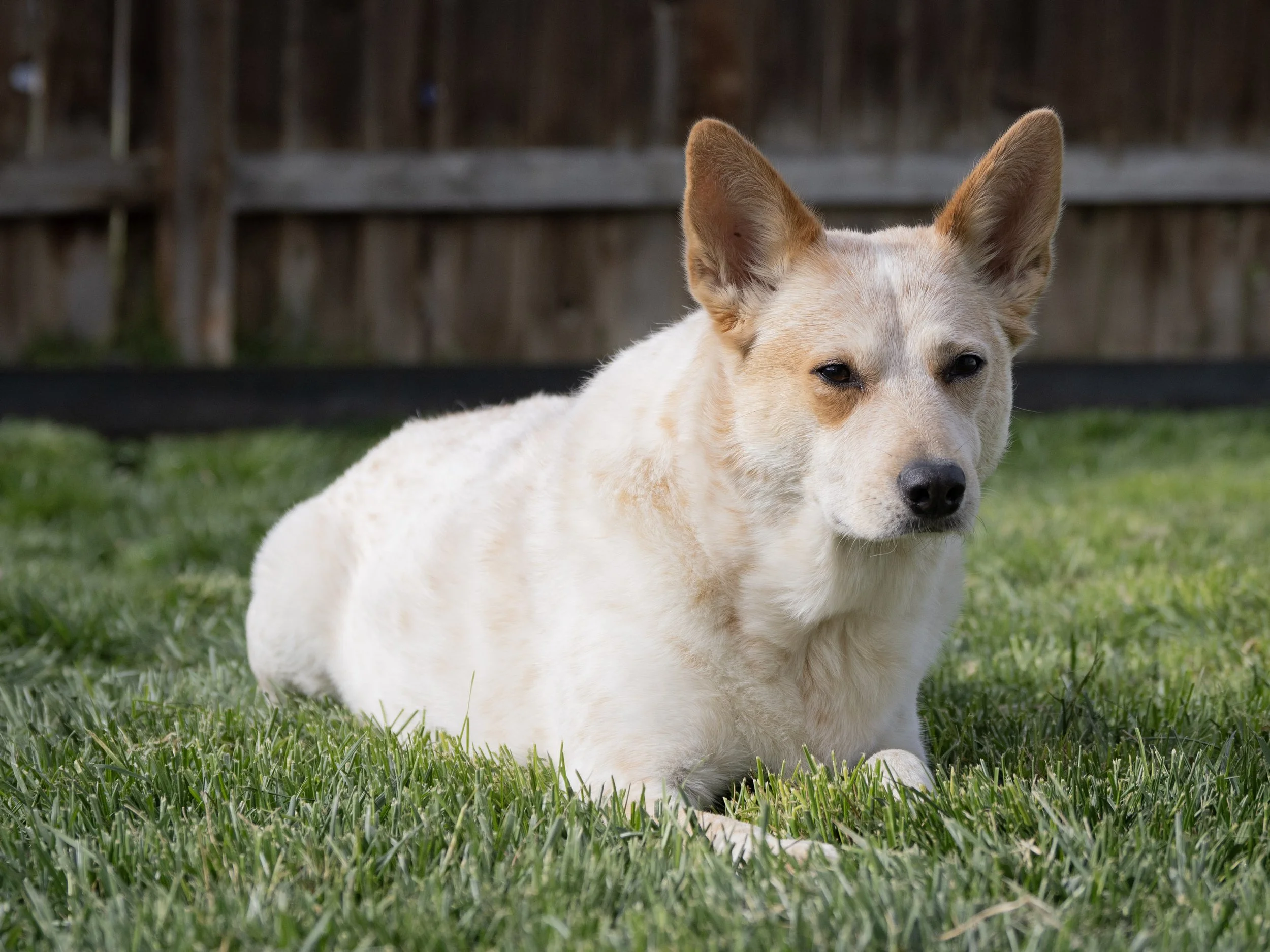 A dog with white and light brown fur lying on green grass in a backyard with a wooden fence in the background.