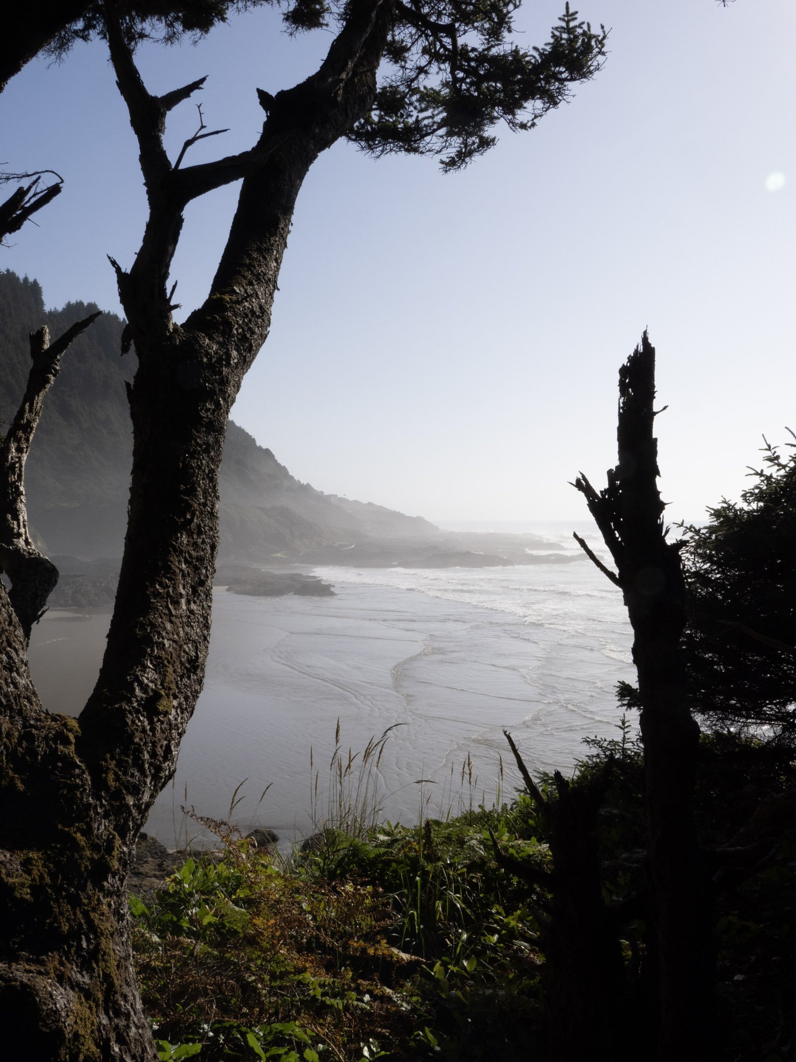 View of a beach with waves and cliffs in the background, seen through the opening of trees and foliage, sunlight illuminating part of the scene.