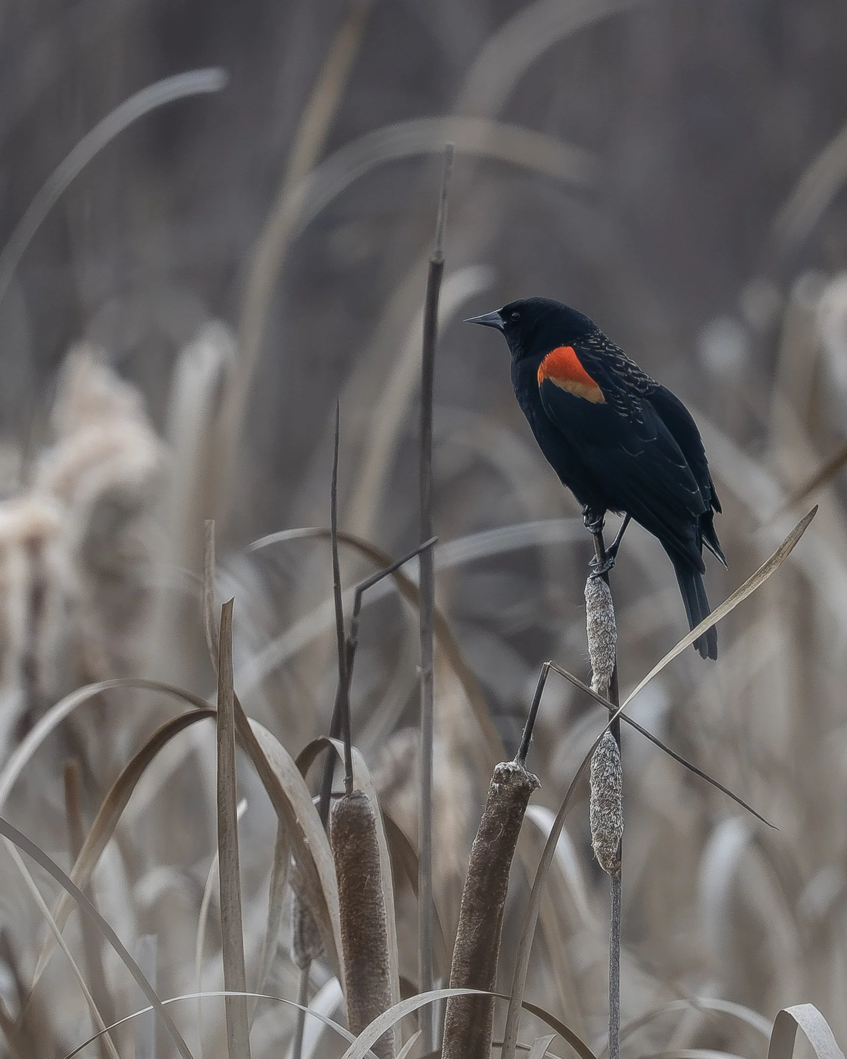 Close-up of dried cattail stalks in a marsh with blurred background.