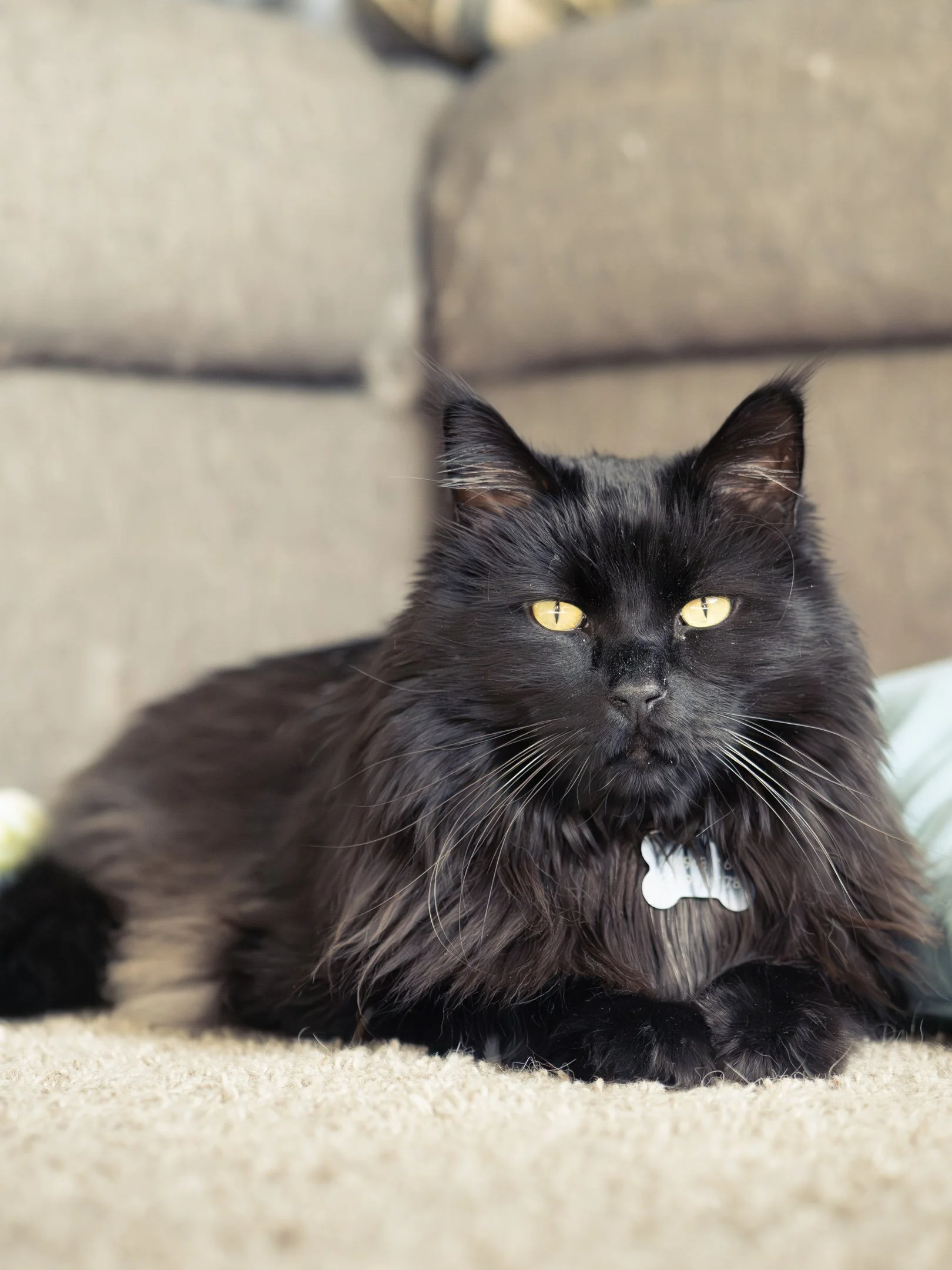 A black cat with yellow eyes lying on a beige carpet.