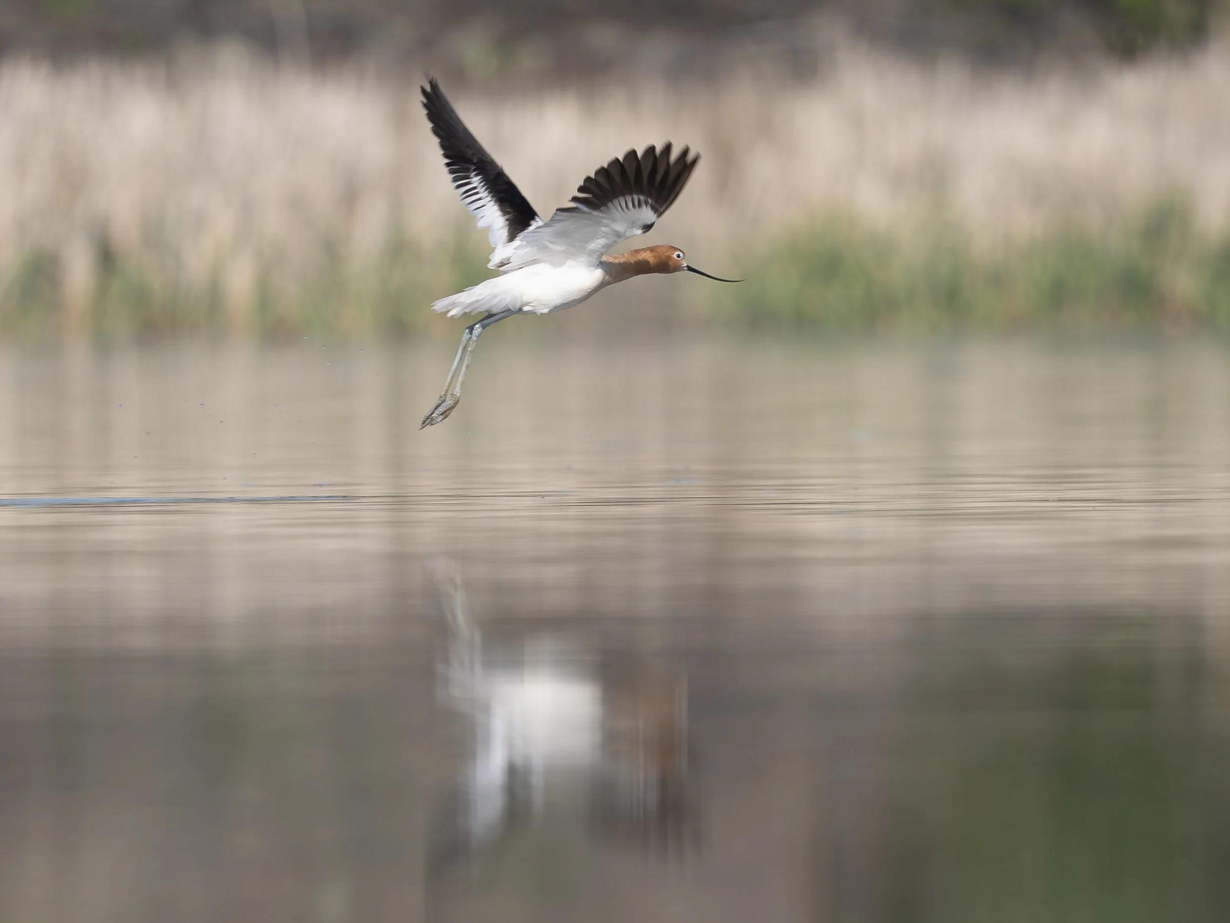 A bird with a long, curved beak flying low over a body of water with a blurred natural background.