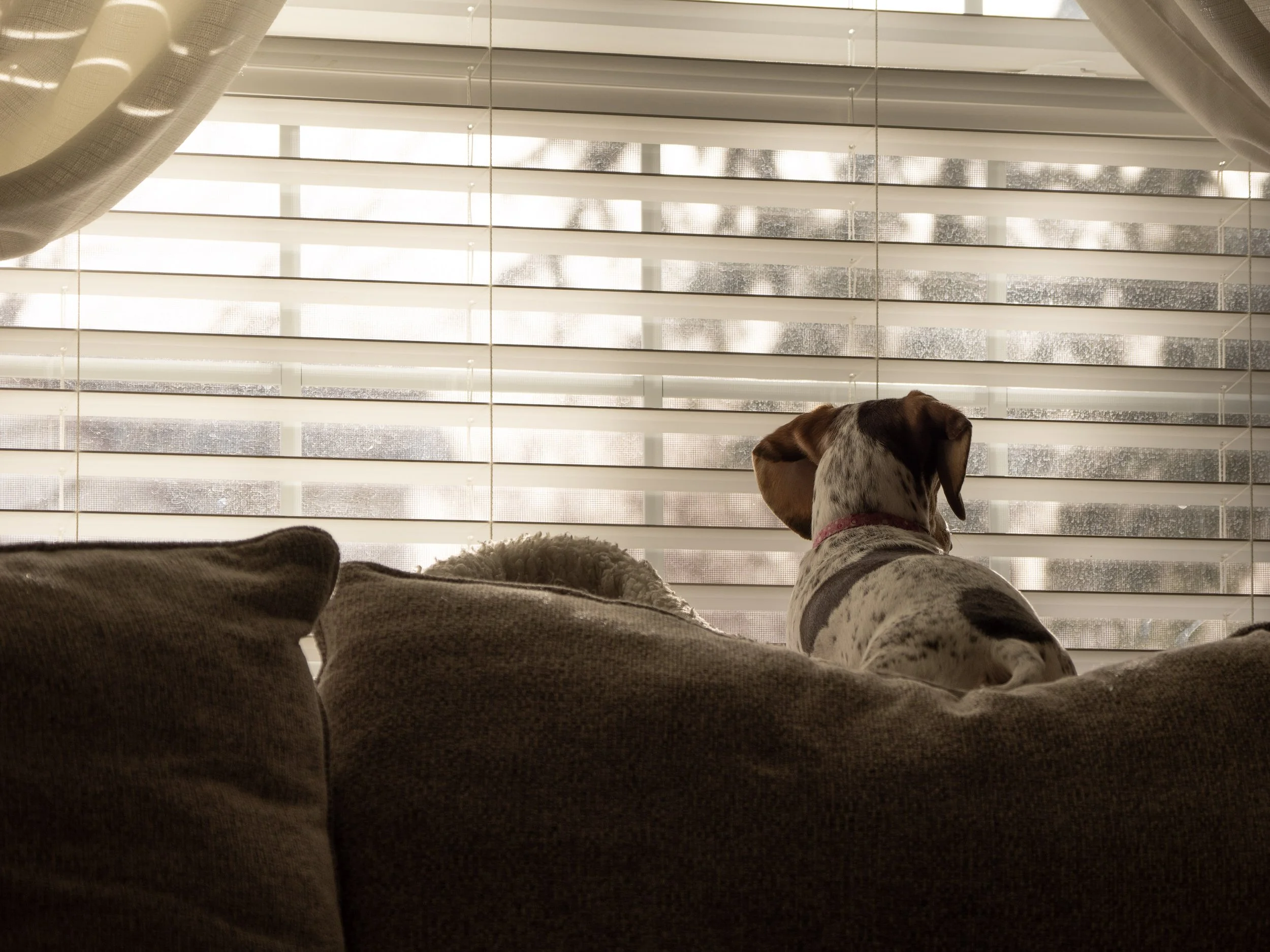 A dog with a white and brown coat, wearing a pink collar, sitting on a sofa facing a window with blinds, with part of a person reclining on the sofa.
