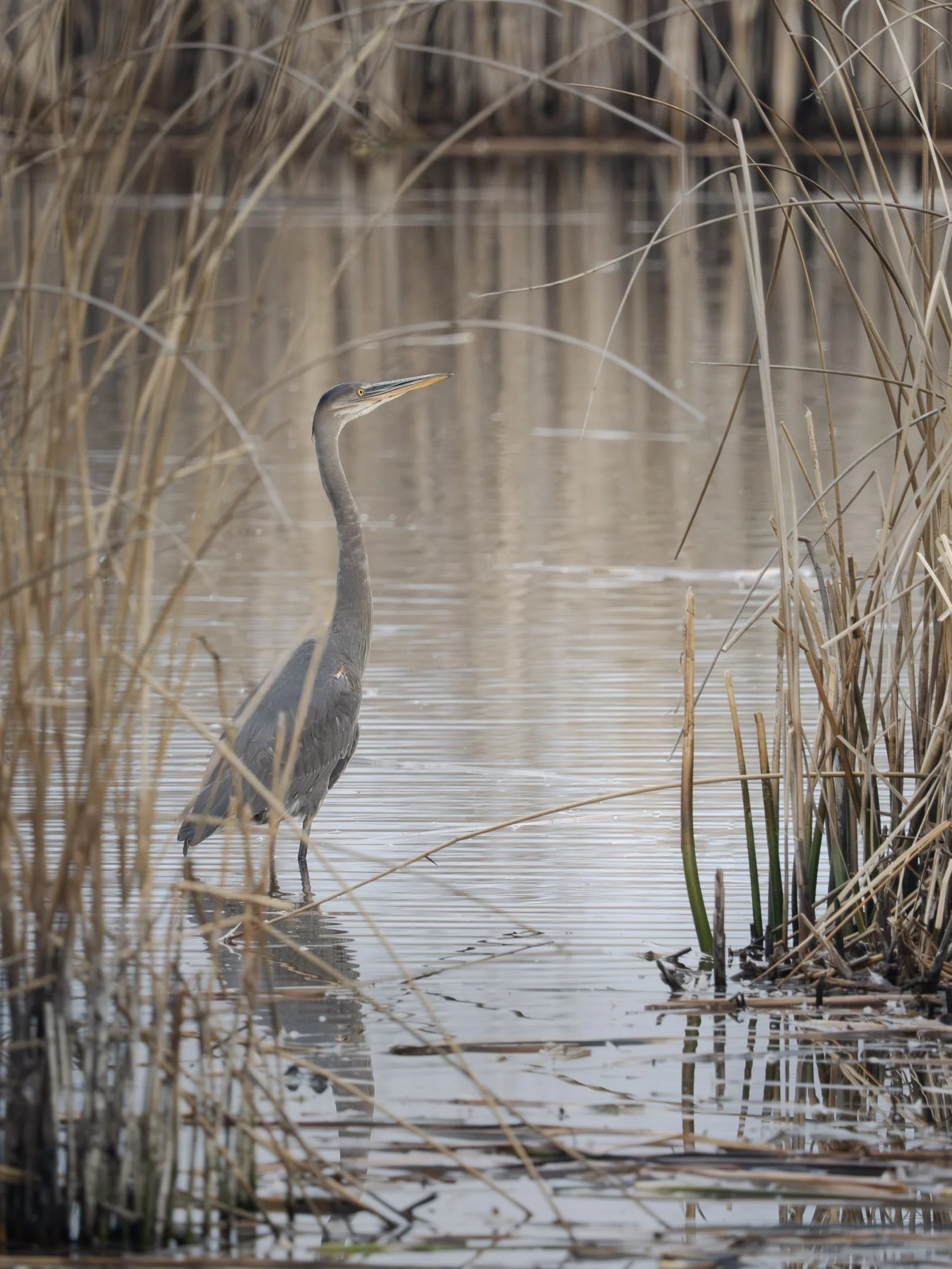 A heron standing in a marsh with tall, dry reeds and reeds reflected in the water.