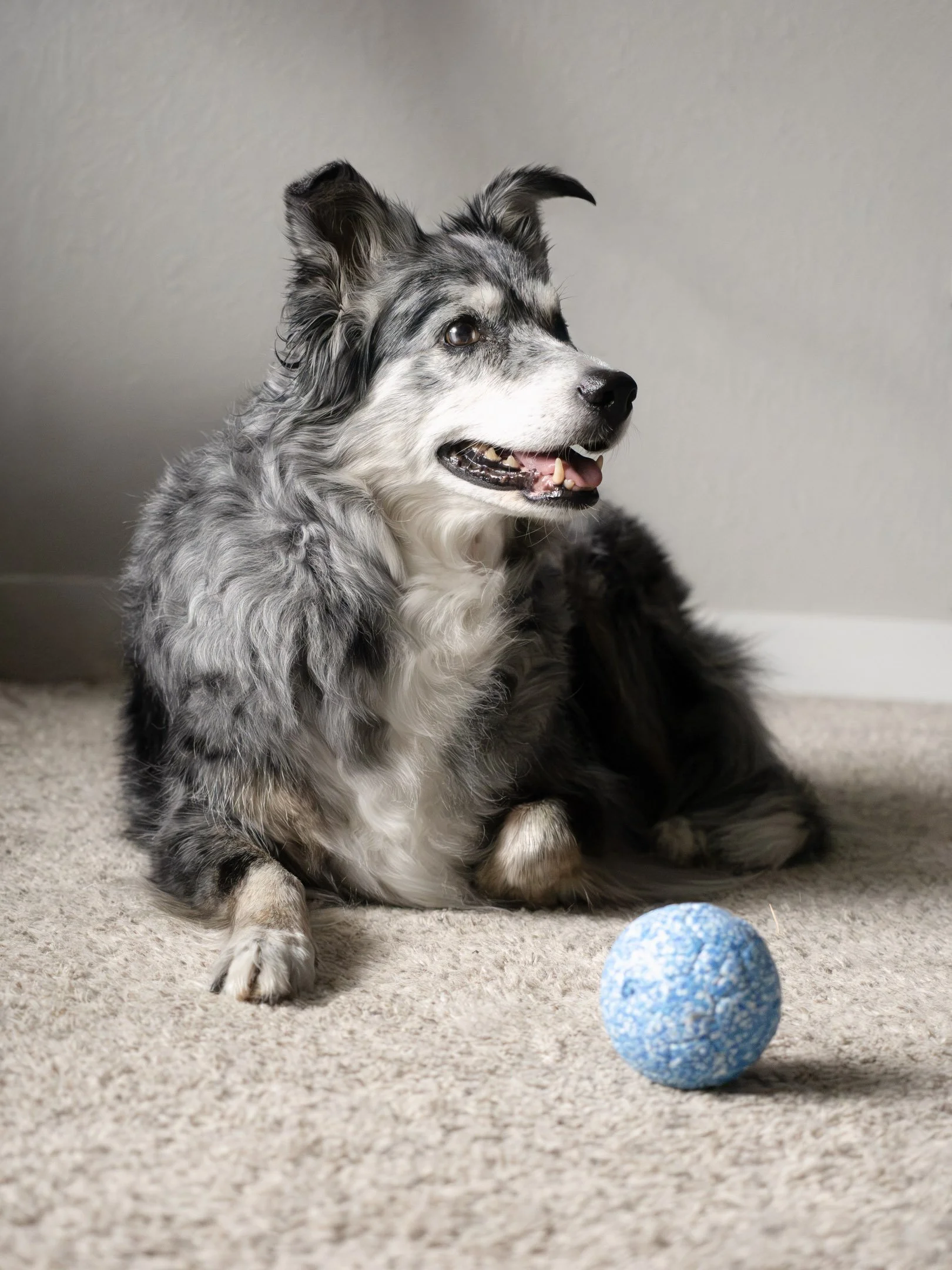 A dog with a black, white, and gray coat lying on a beige carpet next to two blue textured balls, looking attentively to the right.