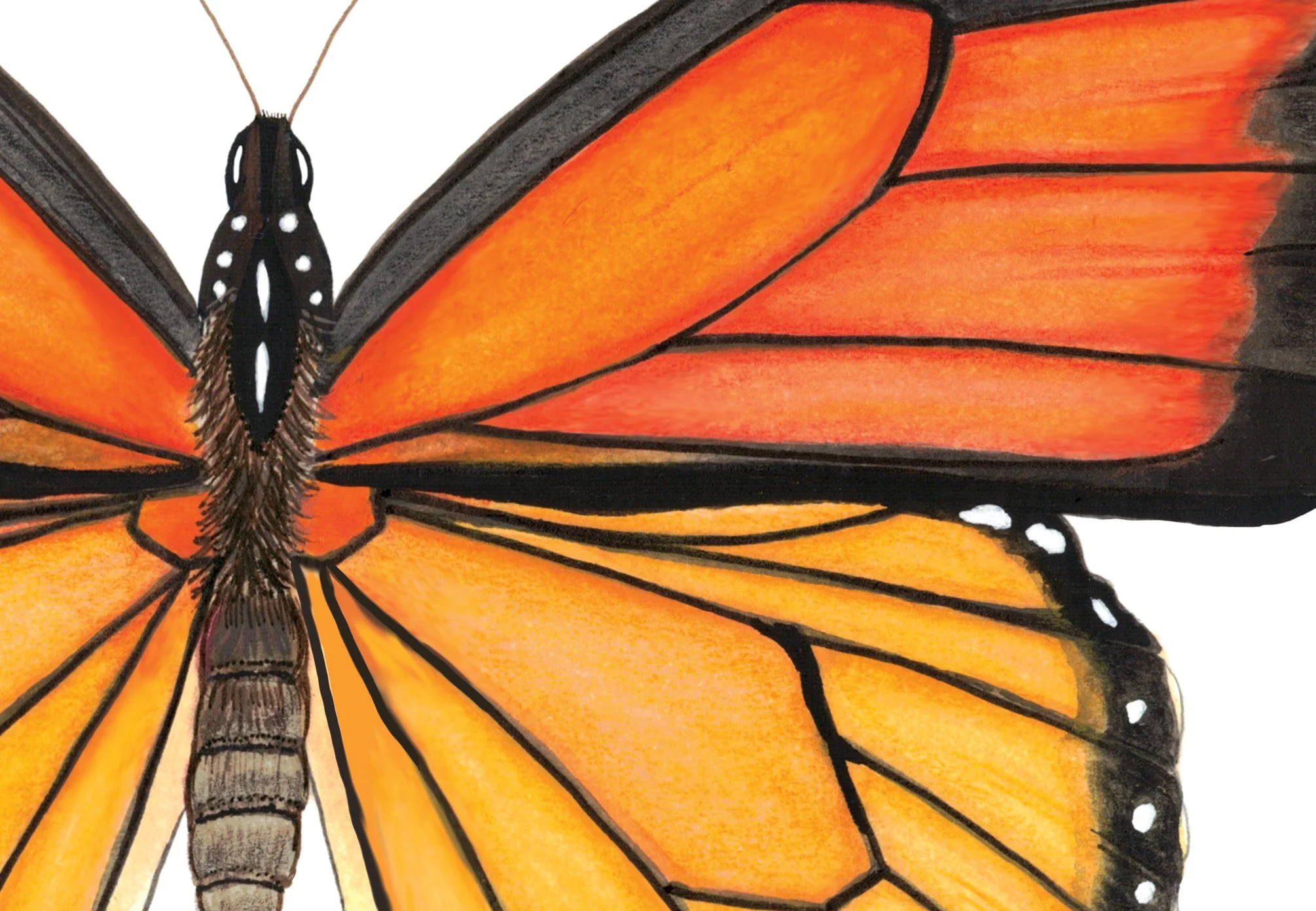 MONARCH BUTTERFLY DETAIL.jpg