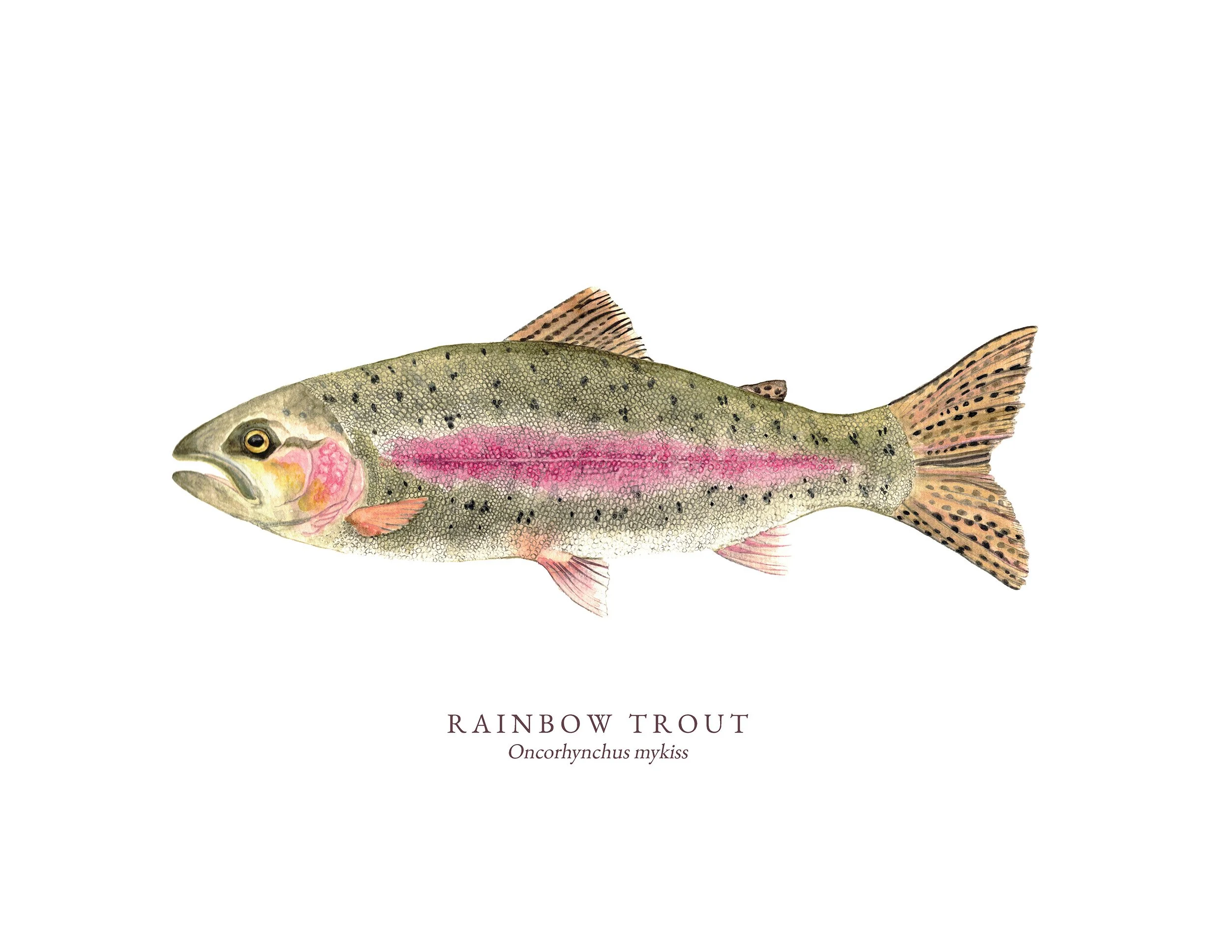 Rainbow Trout