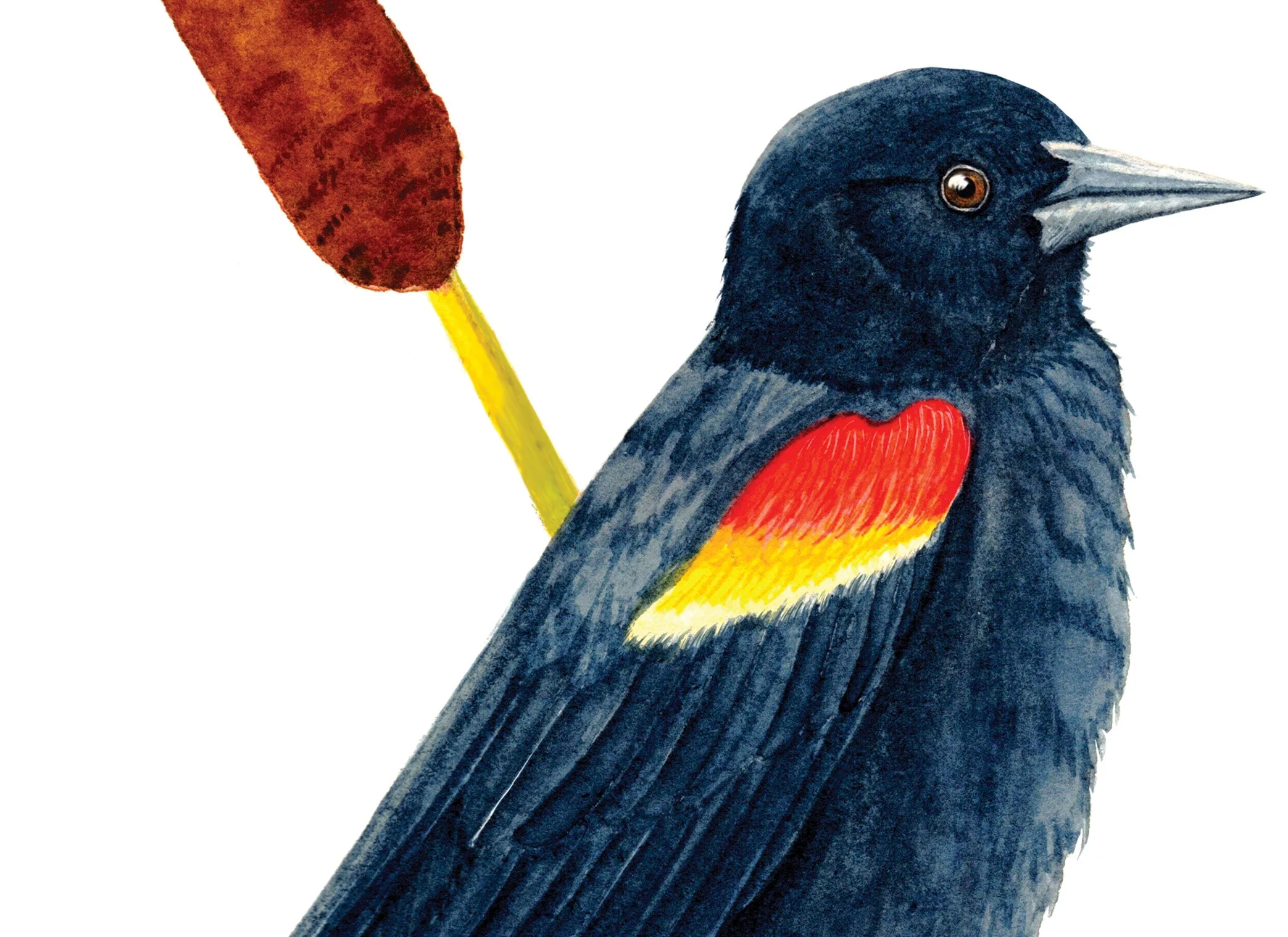 RED WINGED BLACK BIRD DETAIL.jpg