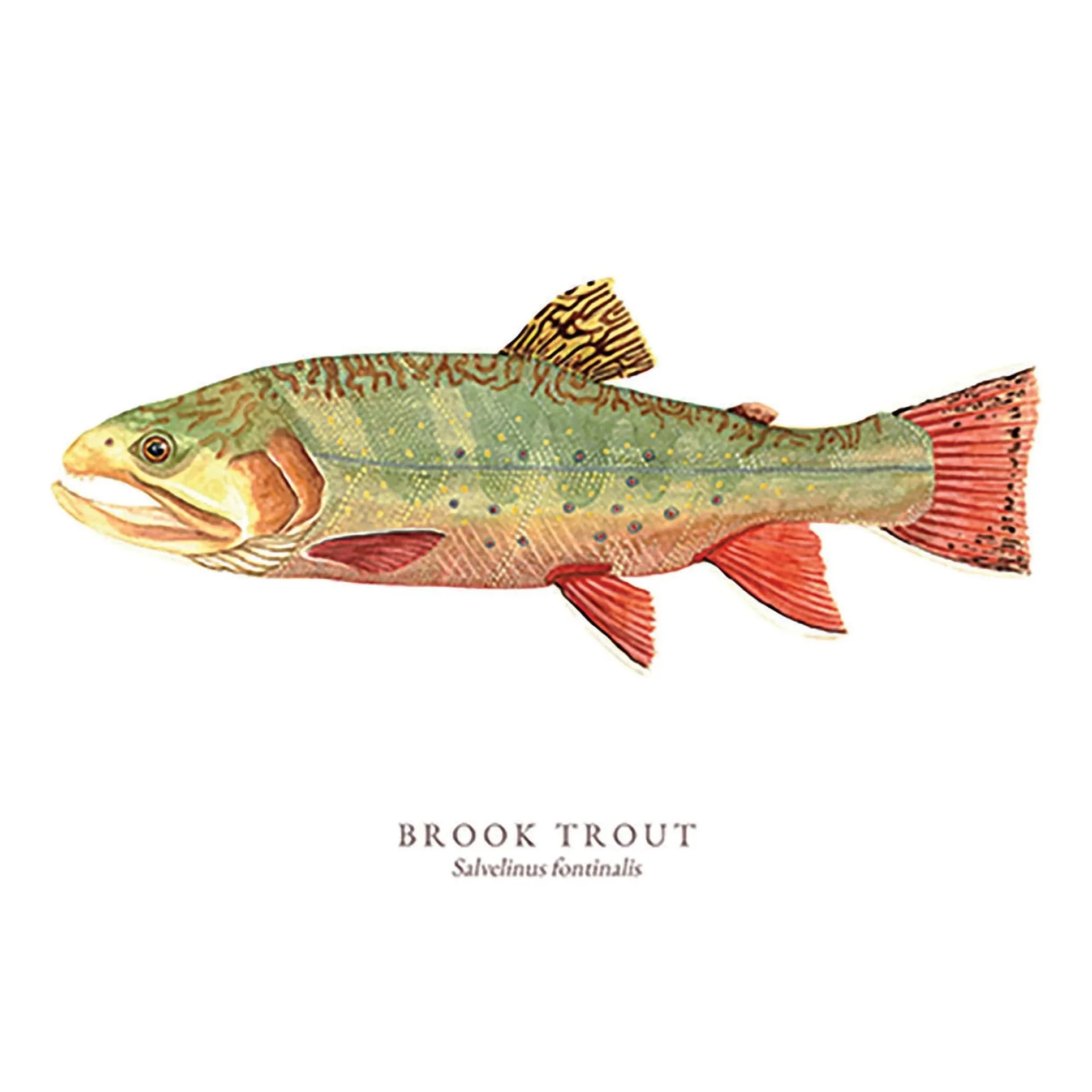 Brook Trout (Salvelinus fontinalis) illustrated in graphite and watercolour