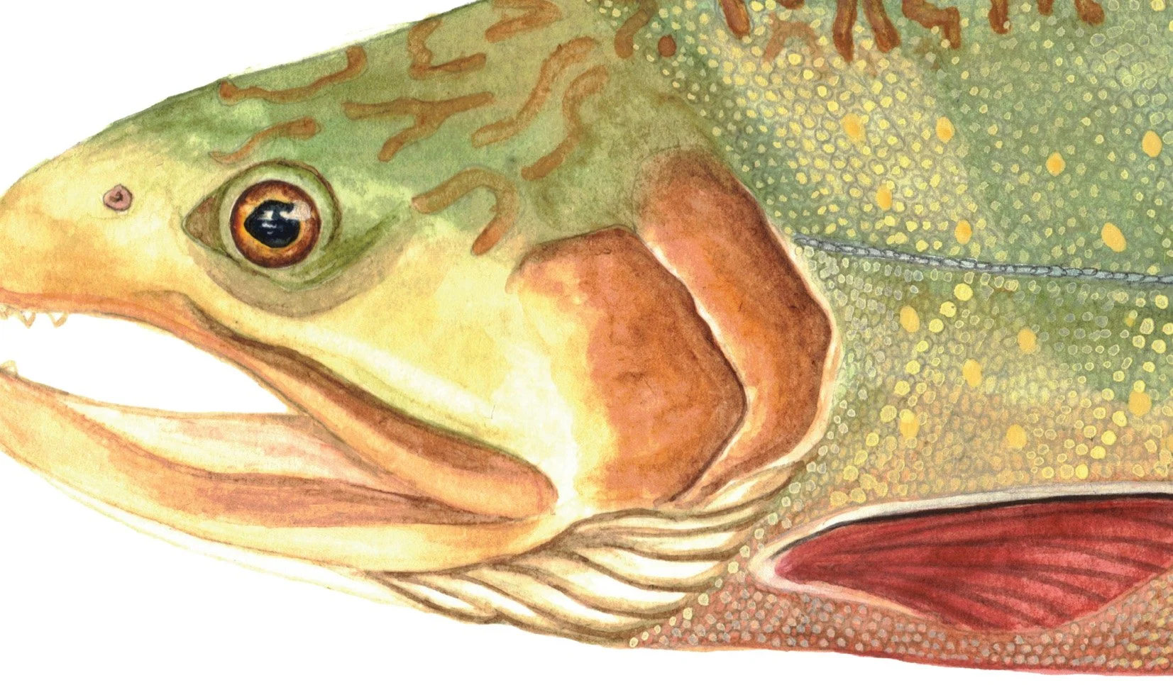 BROOK TROUT DETAIL.jpg