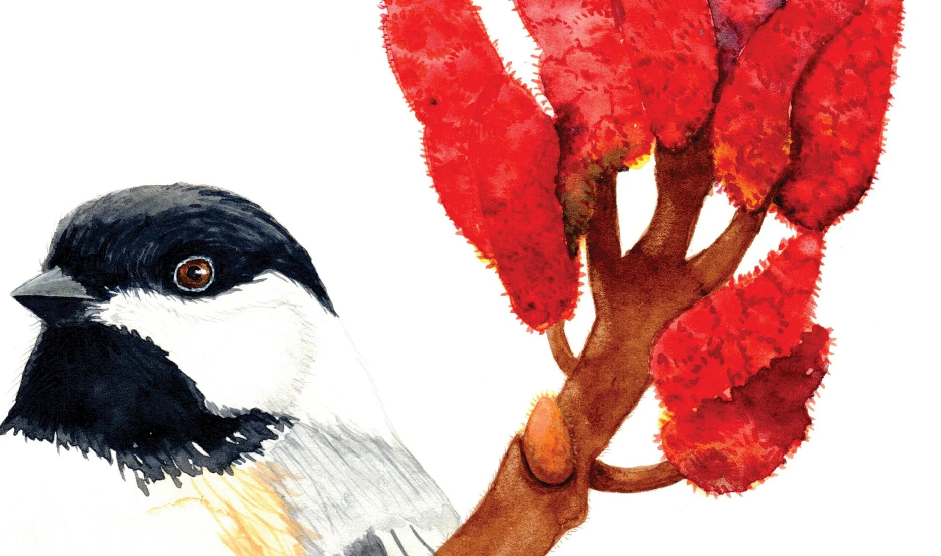 BLACK CAPPED CHICKADEE DETAIL.jpg