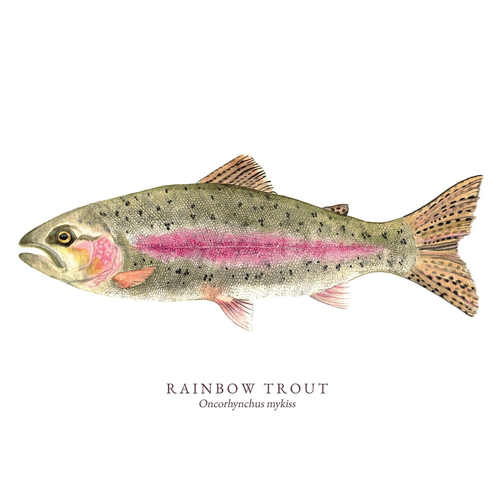 Rainbow Trout (Oncorhynchus mykiss) detailed nature illustration