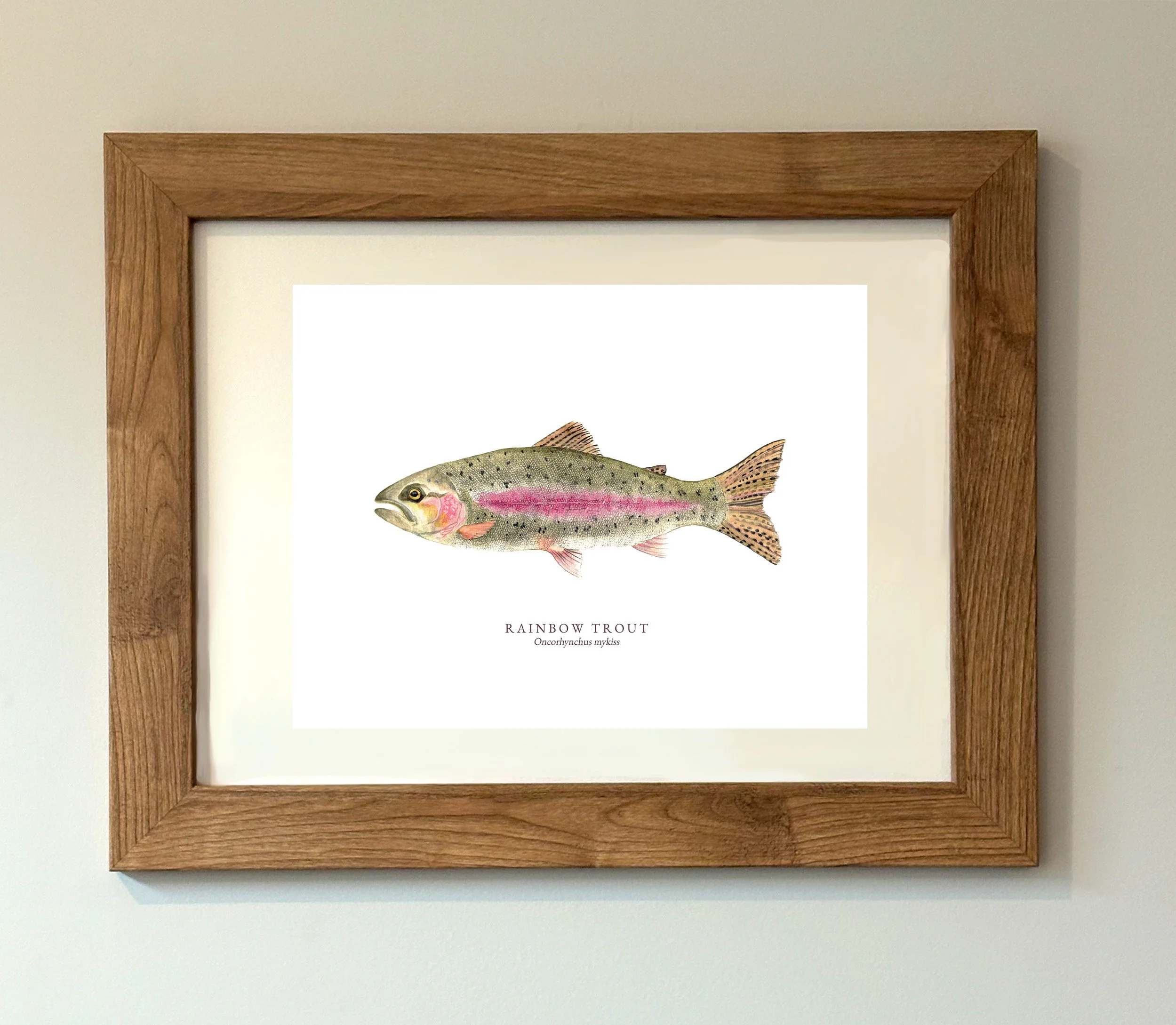 RAINBOW TROUT MOCK UP.jpg