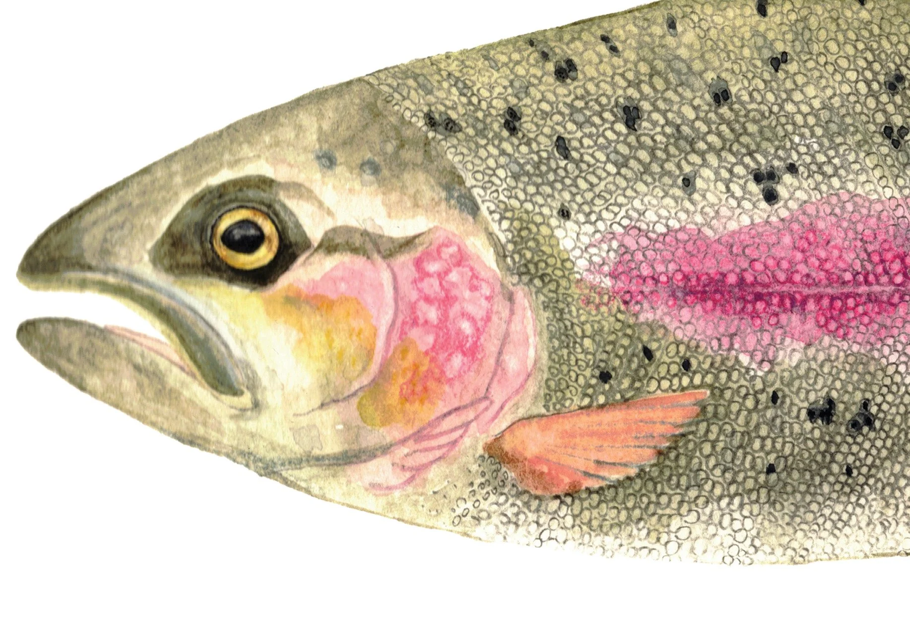 RAINBOW TROUT DETAIL.jpg