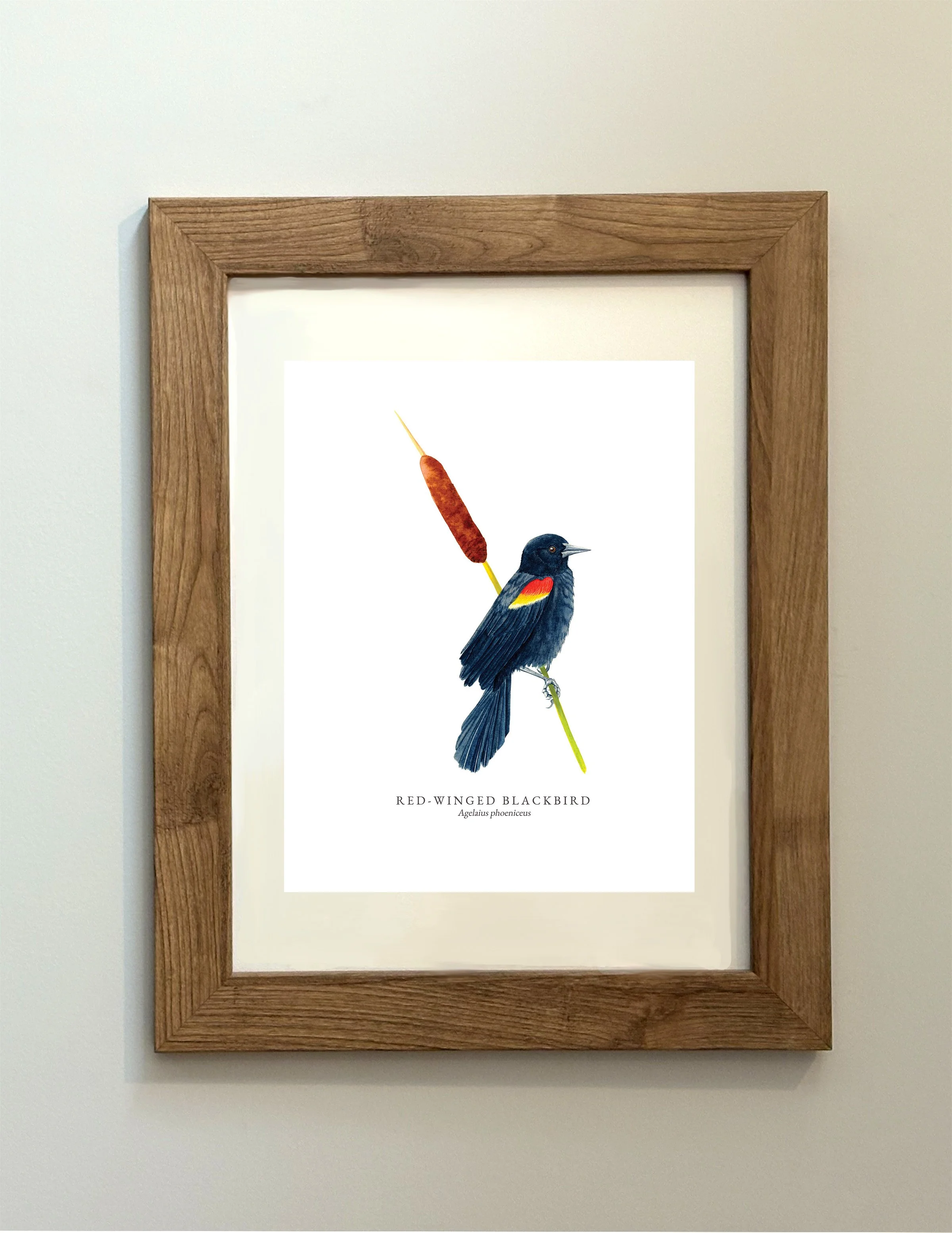 RED WINGED BLACKBIRD MOCK UP.jpg